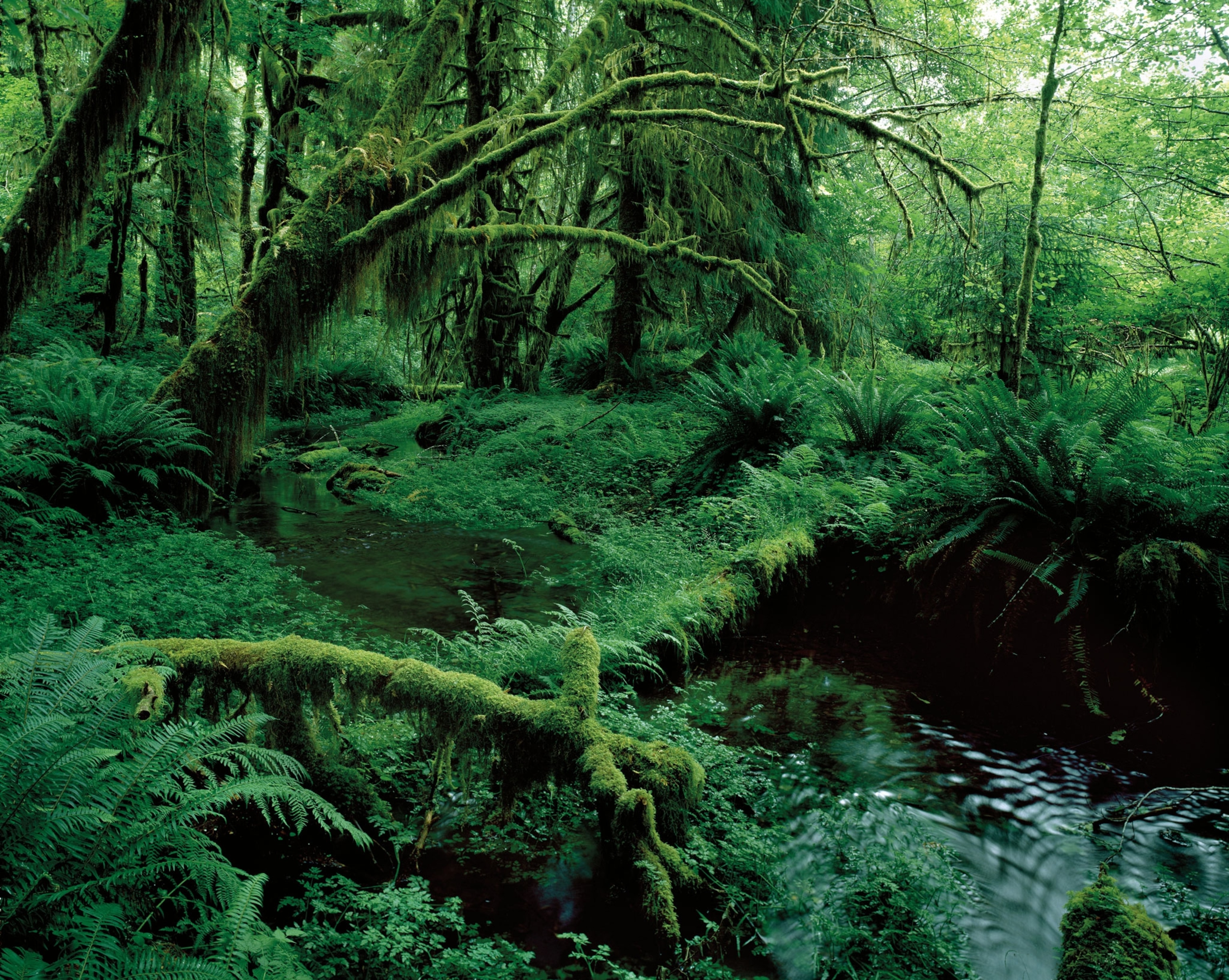 A verdant scene in a rainforest