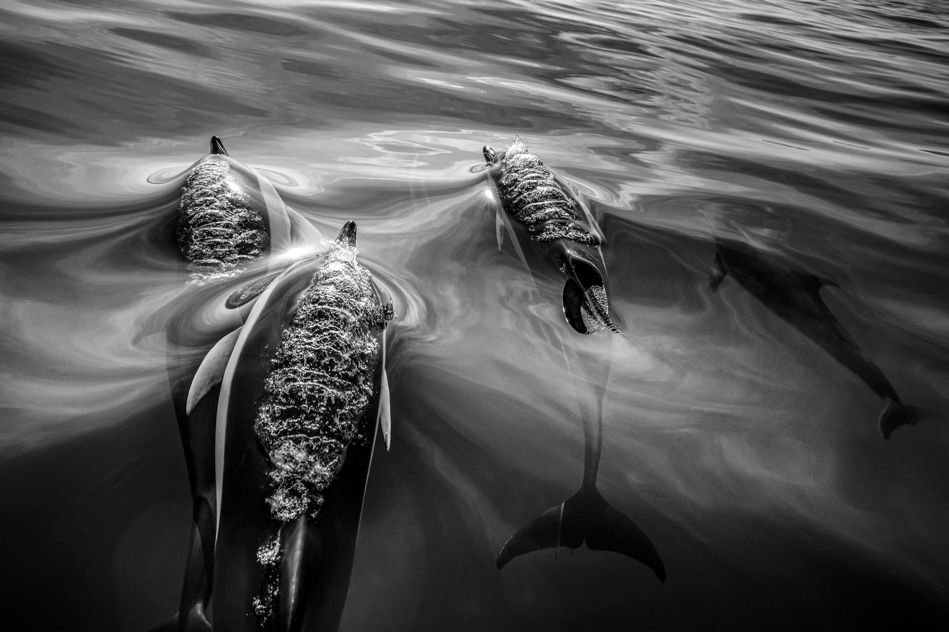 A black and white photo of dolphins swimming on the surface of the water.