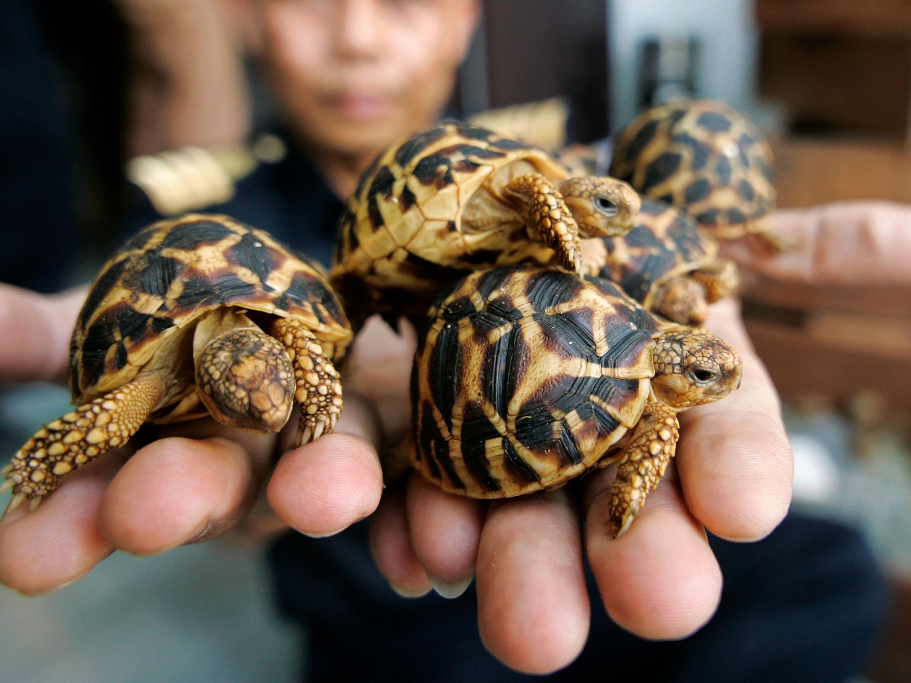 Tortoise shell deals picks illegal