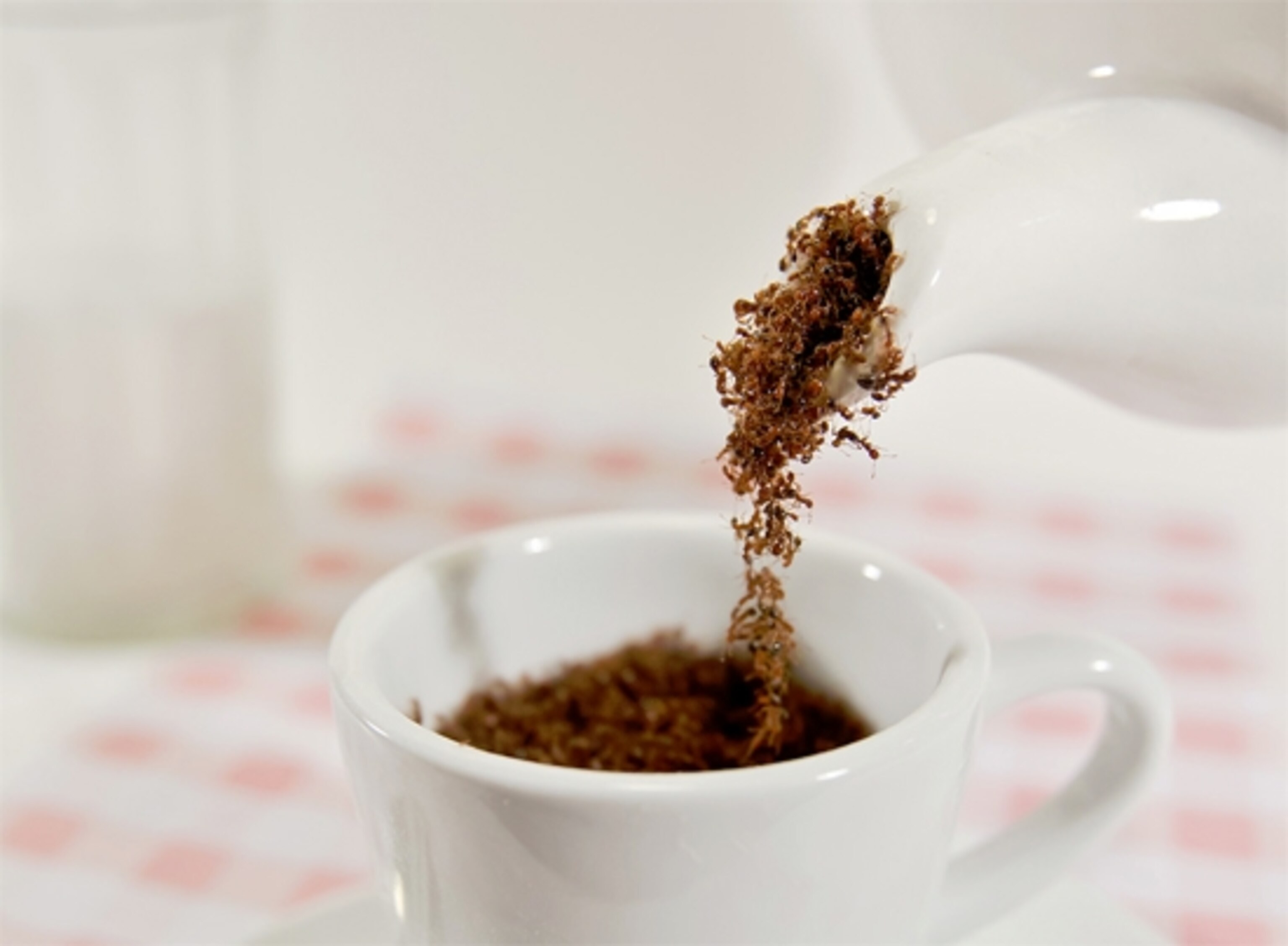 Fire ants behaving like a fluid. Credit: Tim Nowack