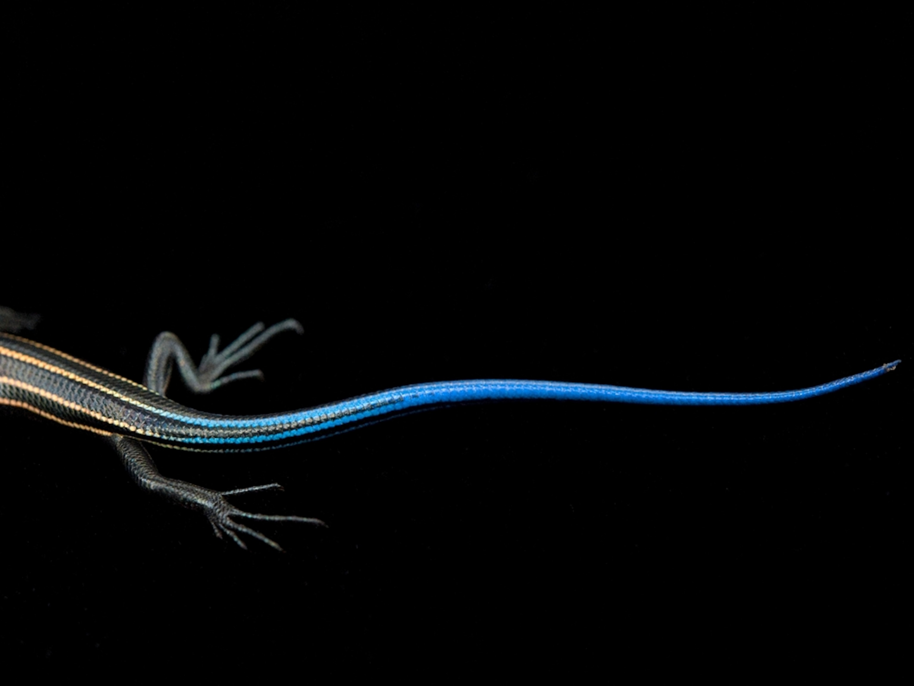 Life in Color: Blue, Blue Pictures -- National Geographic