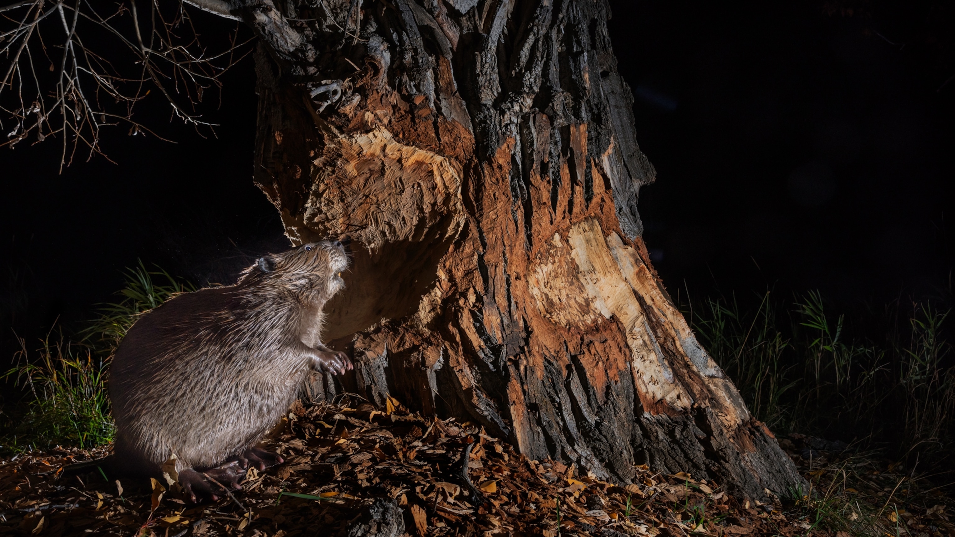 Could beavers be the secret to winning the fight against wildfires?