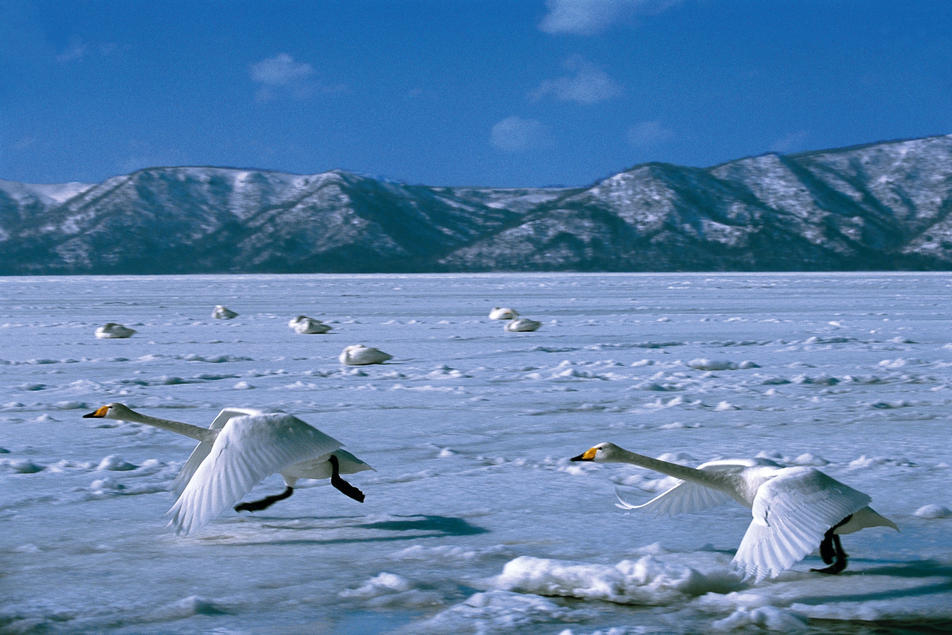Swans run on the ice.