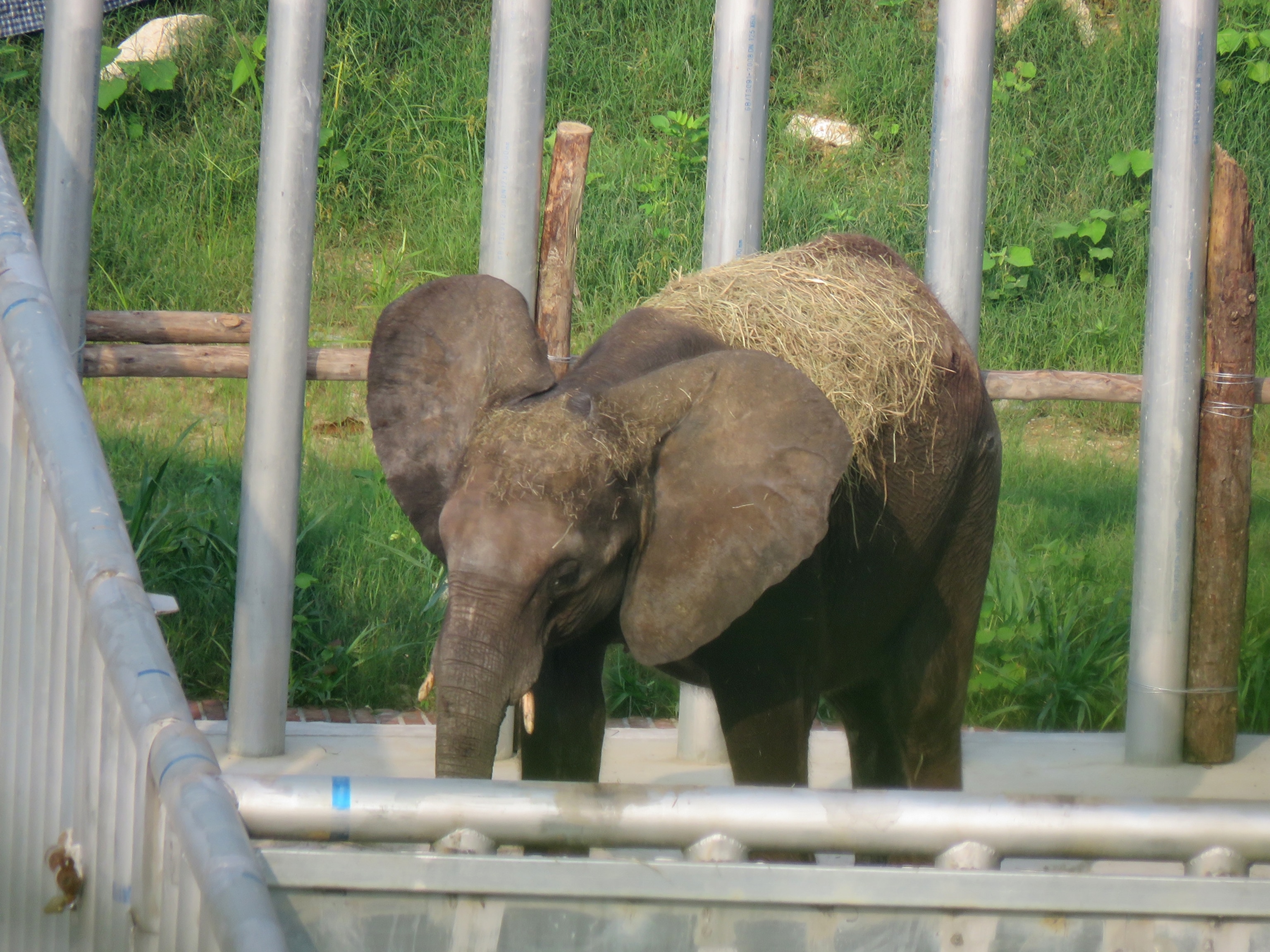 a five or six year old female calf