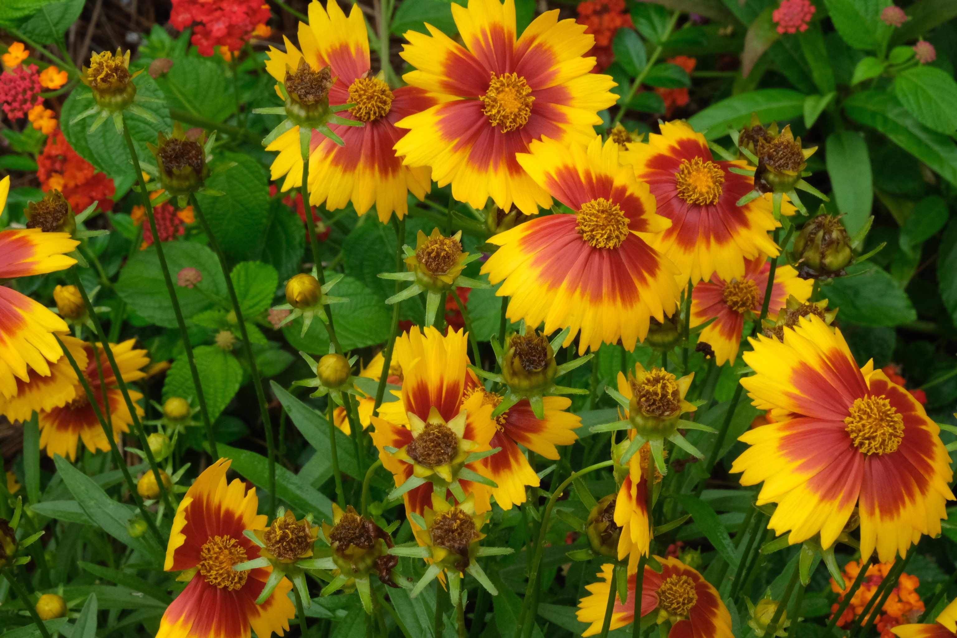 A field of flowers in Ocean Springs Mississippi by Photo Camp Student Marques Stewar. Photo Camp Mississippi was held from May 19-23 in Ocean Springs in partnership with Jackson State University and included students from across the state. Students explored their own culture and the community’s connection to water with support from Photo Camp staff and National Geographic Explorers.