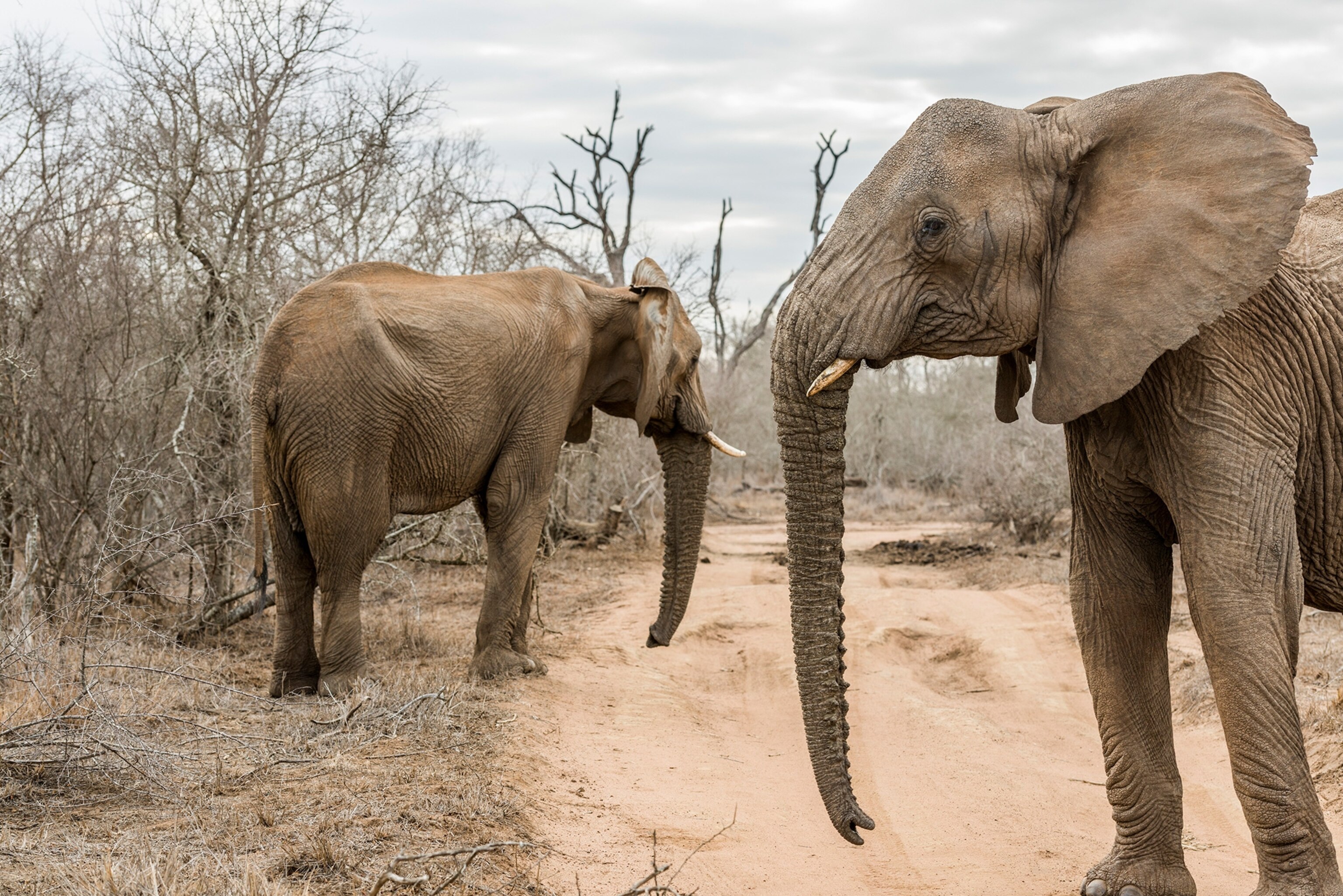 can Elephants (Loxodonta) walking through Hlane Park, Swaziland, Africa
