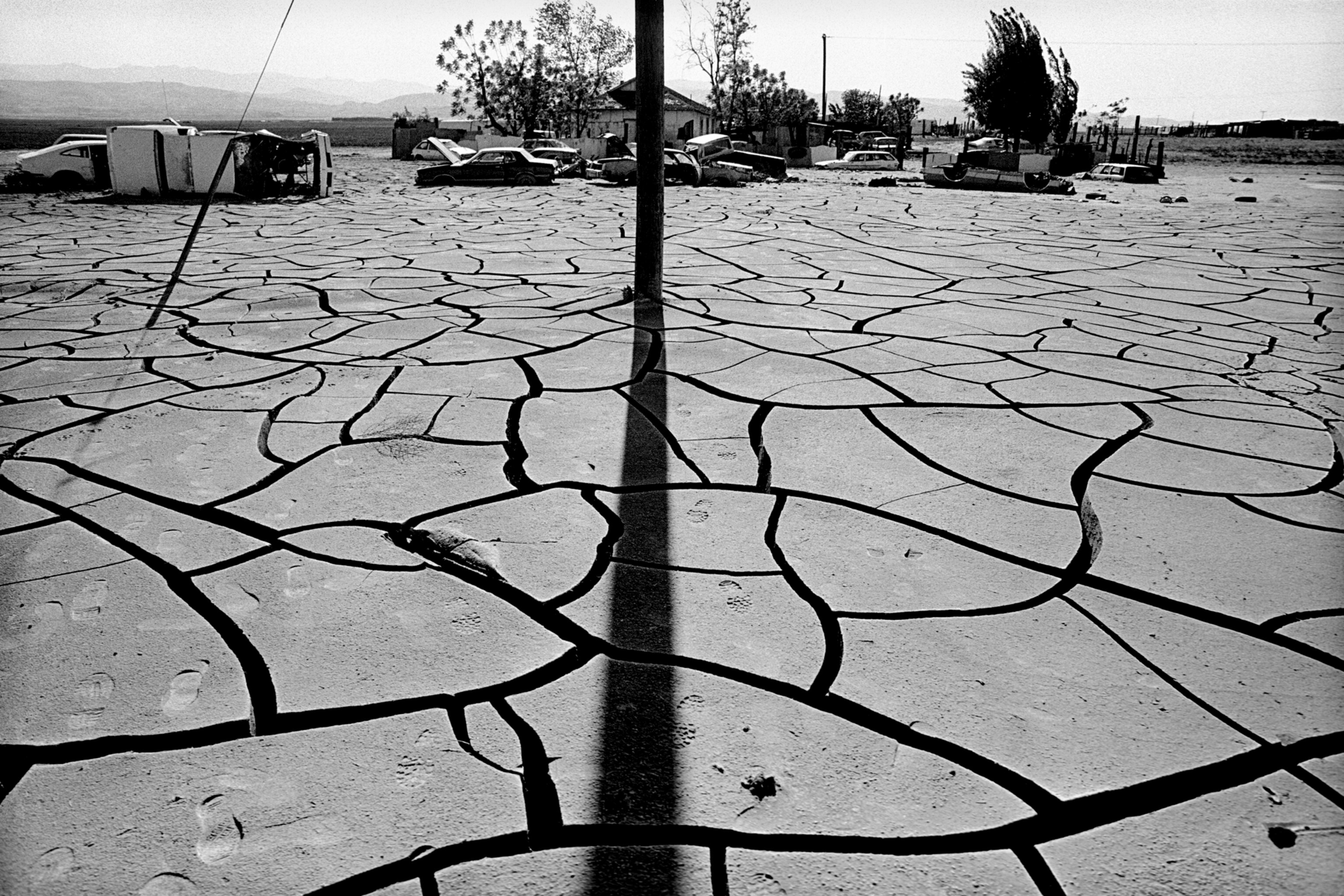 Sheep in melon field.  Firebaugh, California. 1995.