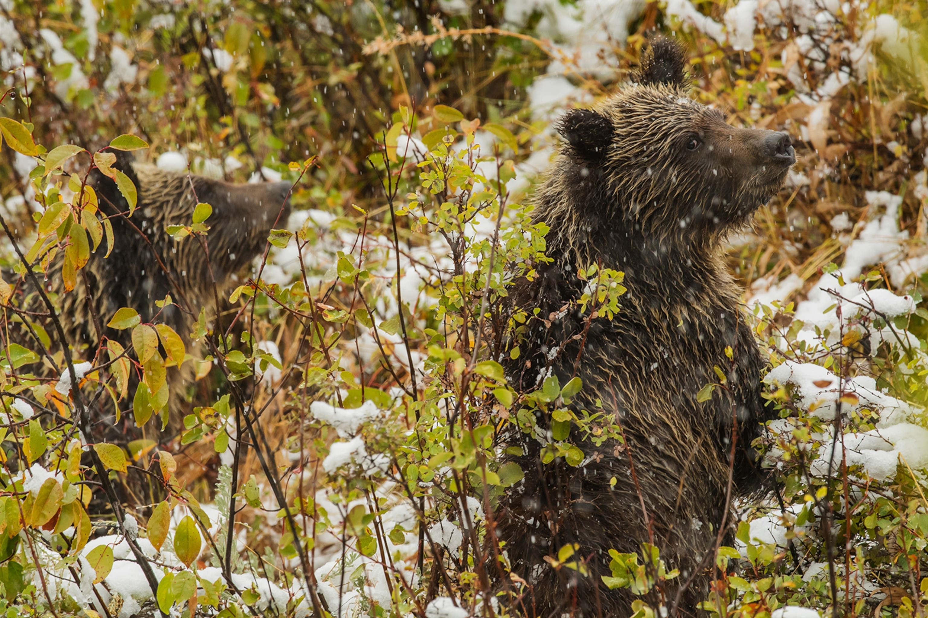 Two smaller bears with brown fur. 