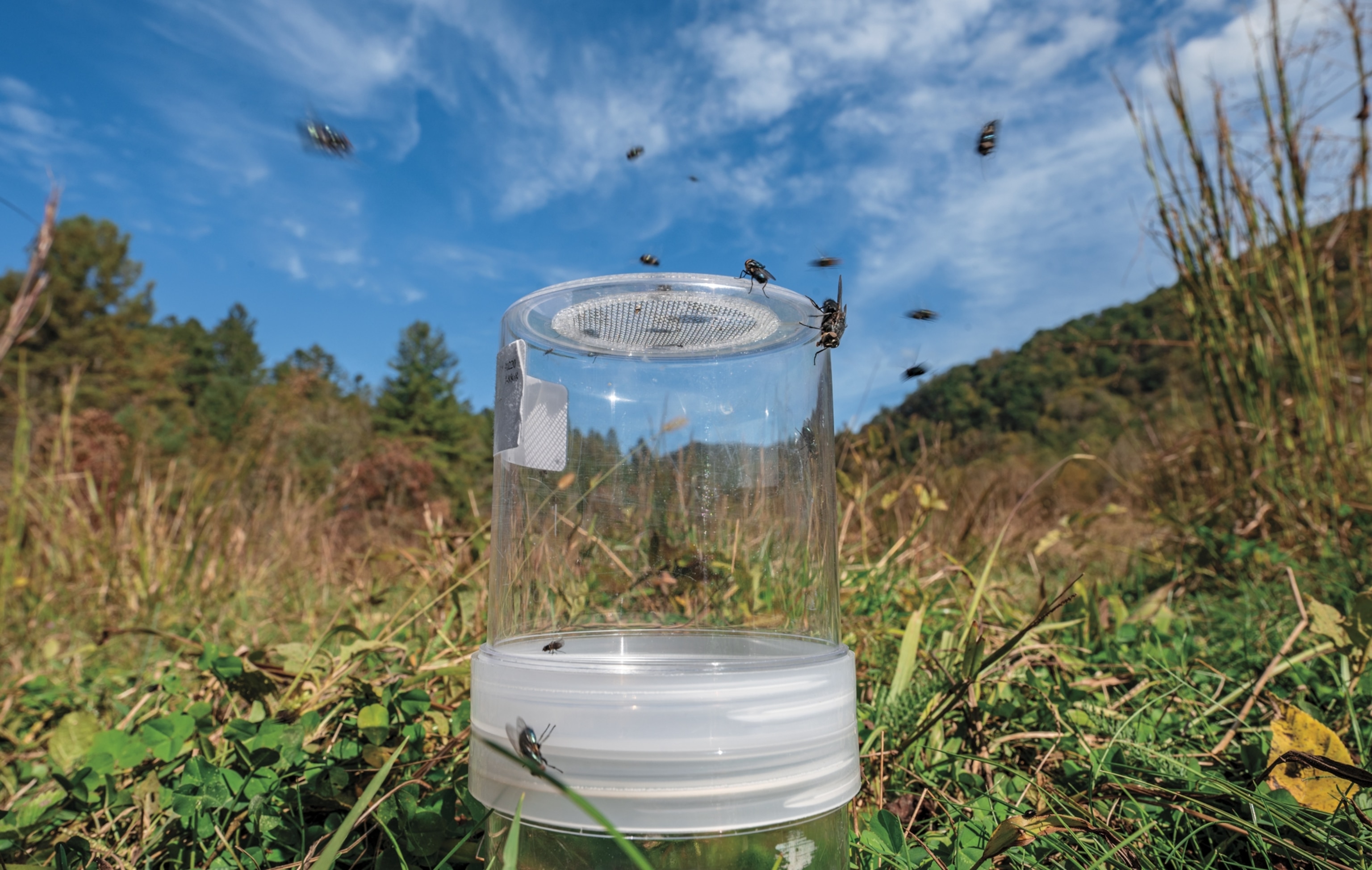 Blow flies land on a plastic container of rotten chicken liver bait in the green filed under blue sky.