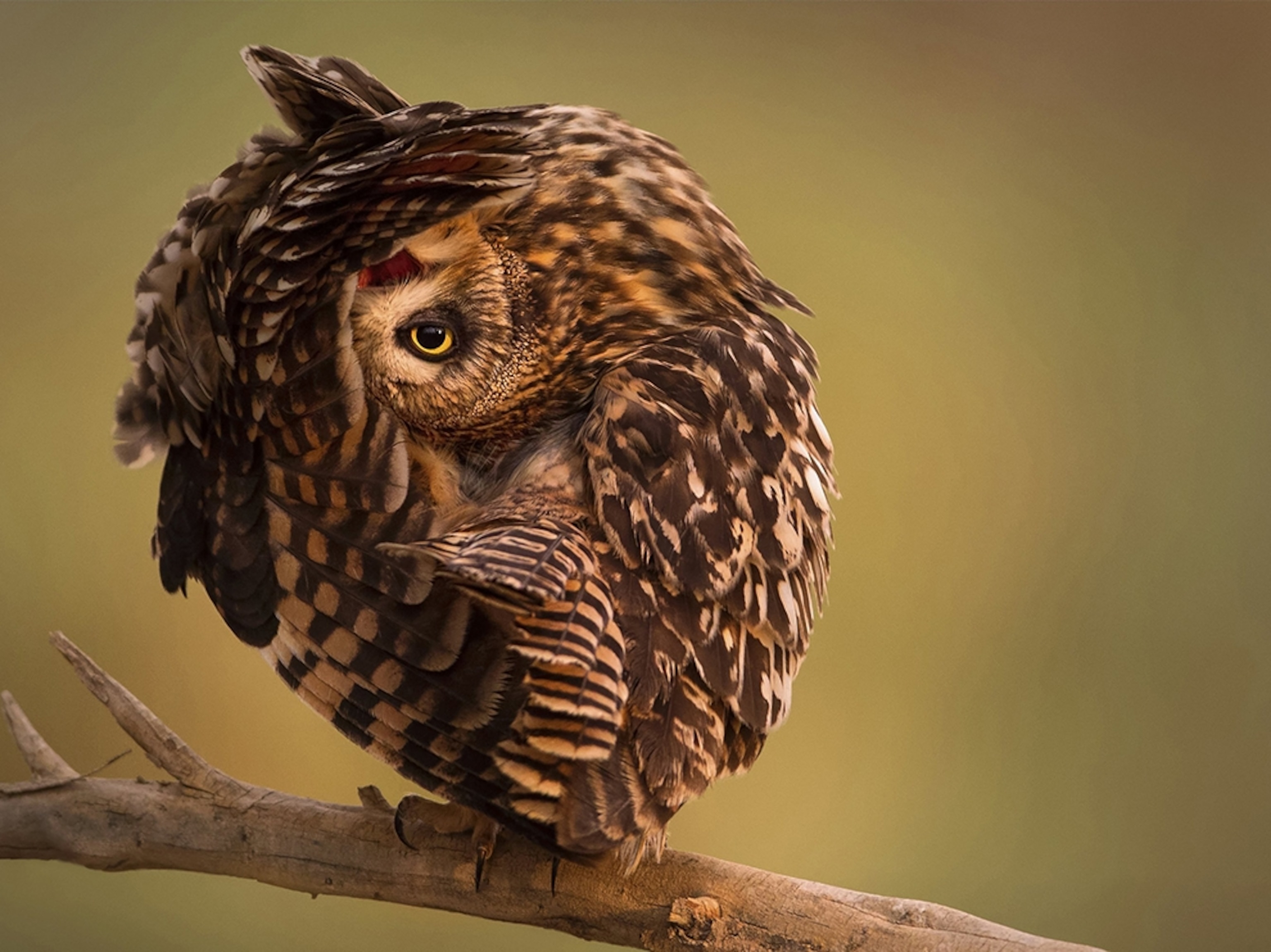 a short-eared owl in a reserve, Kuwait