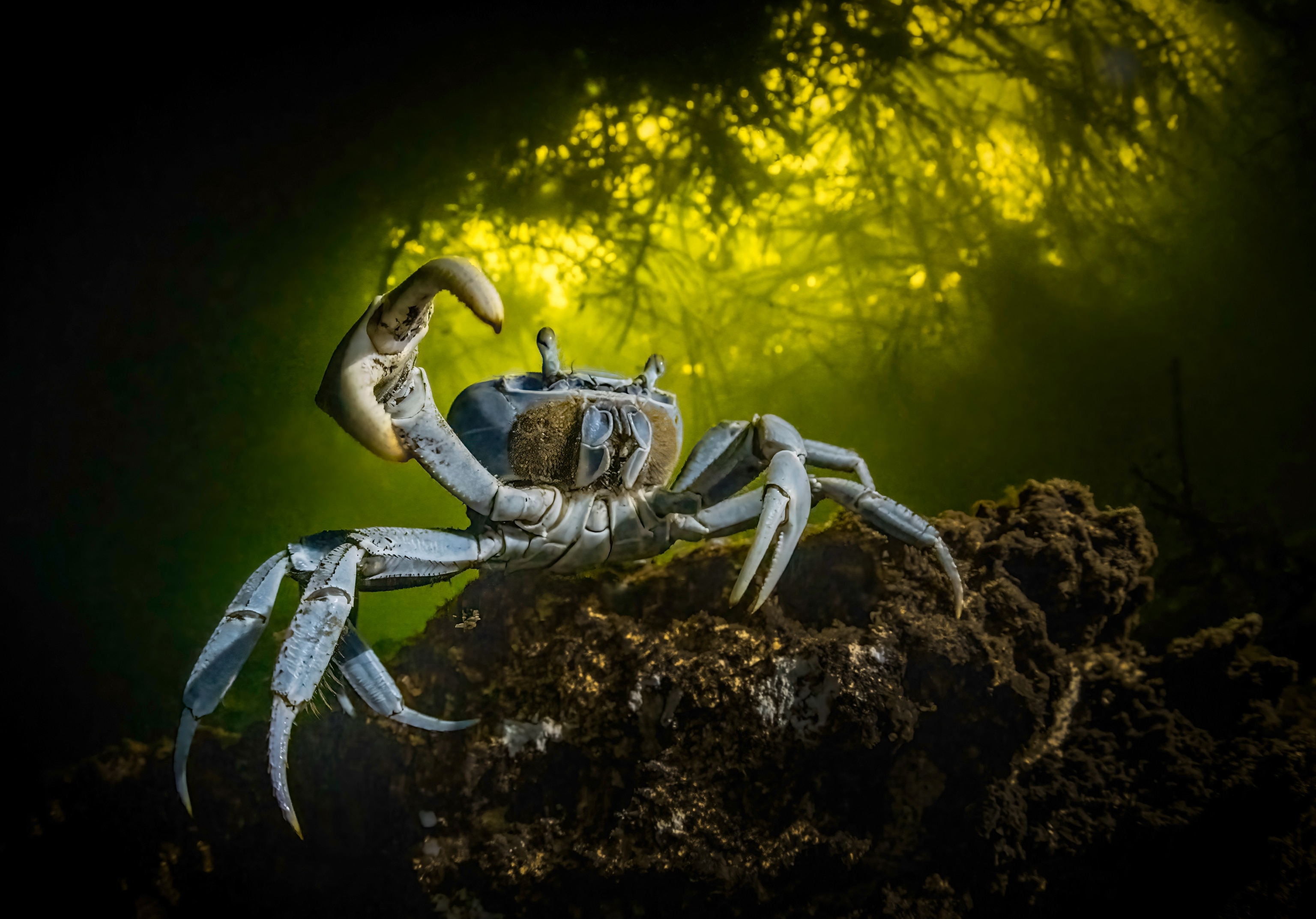 A blue crab with its claw raised.