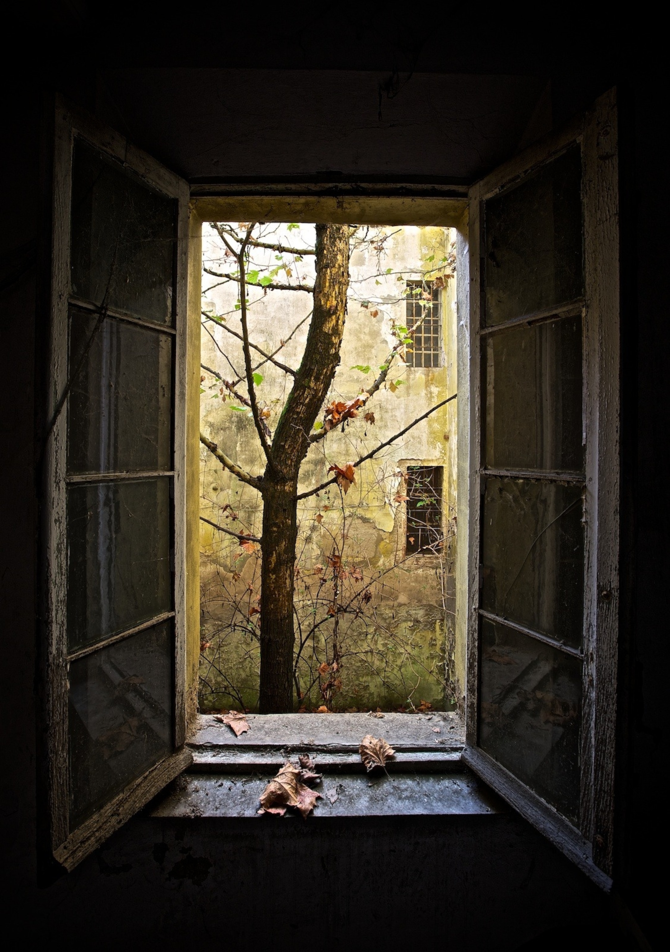 a tree trunk through a window