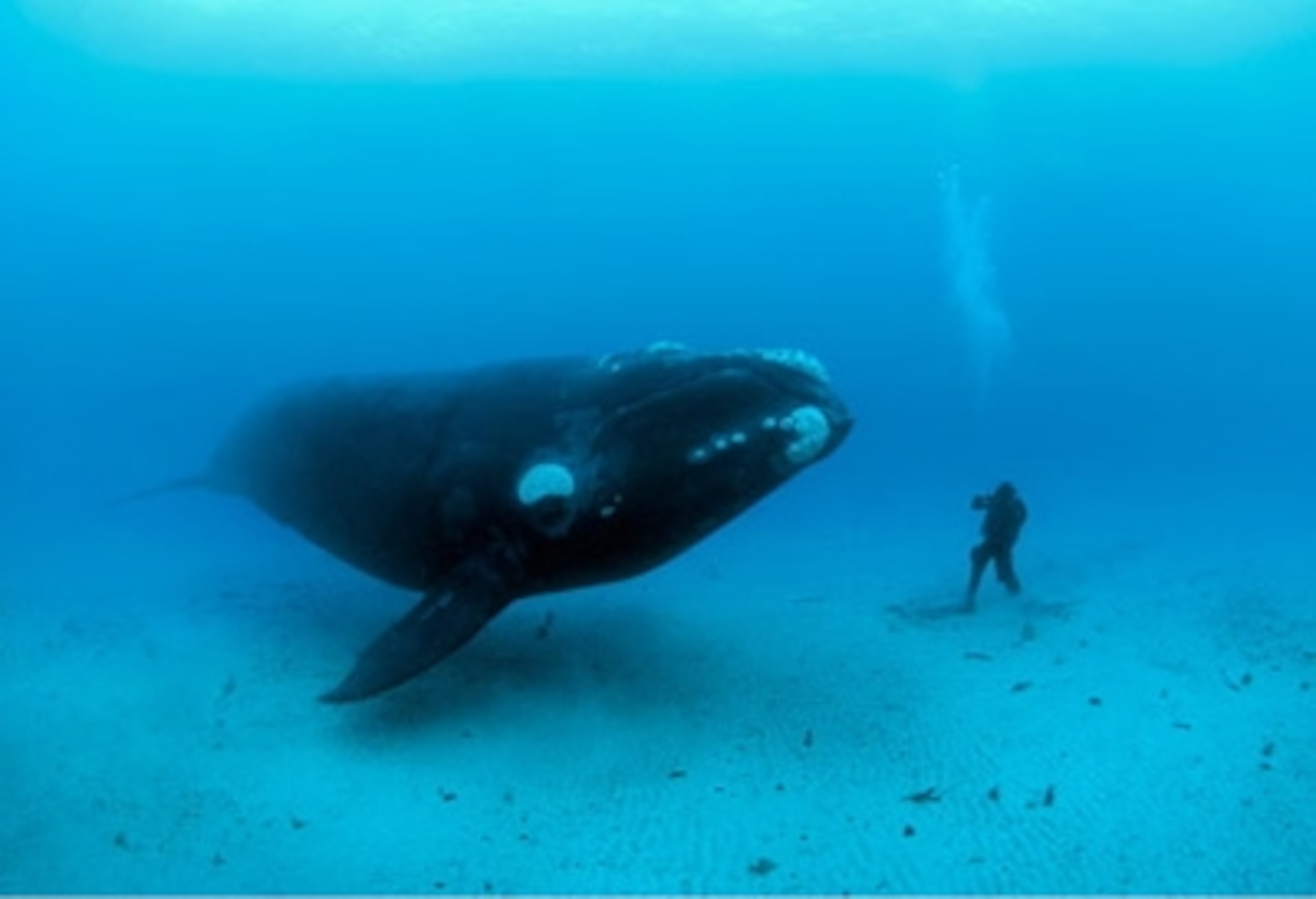 Right whale by Brian Skerry