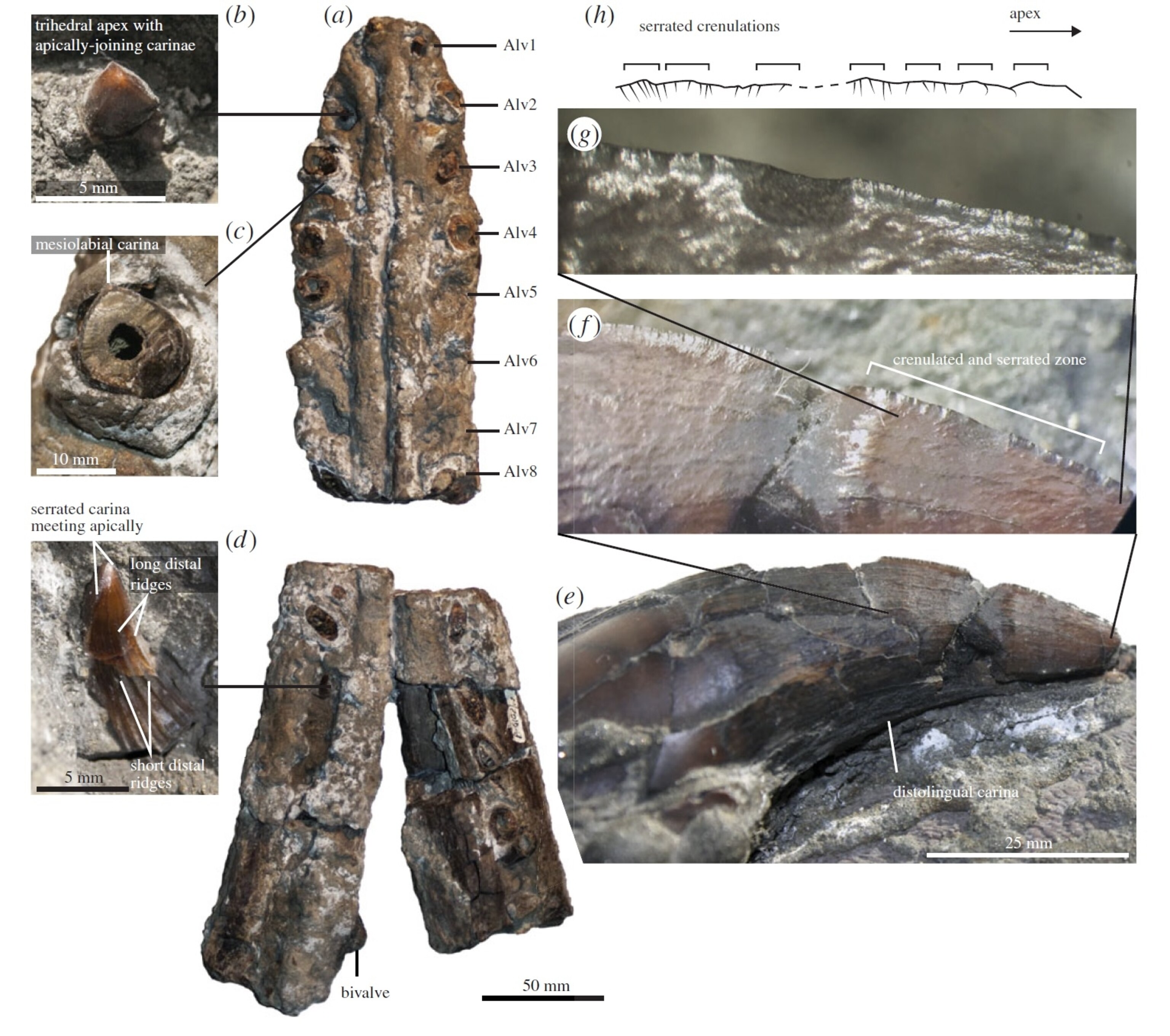The jaw and teeth of Makhaira. From Fischer et al., 2015.