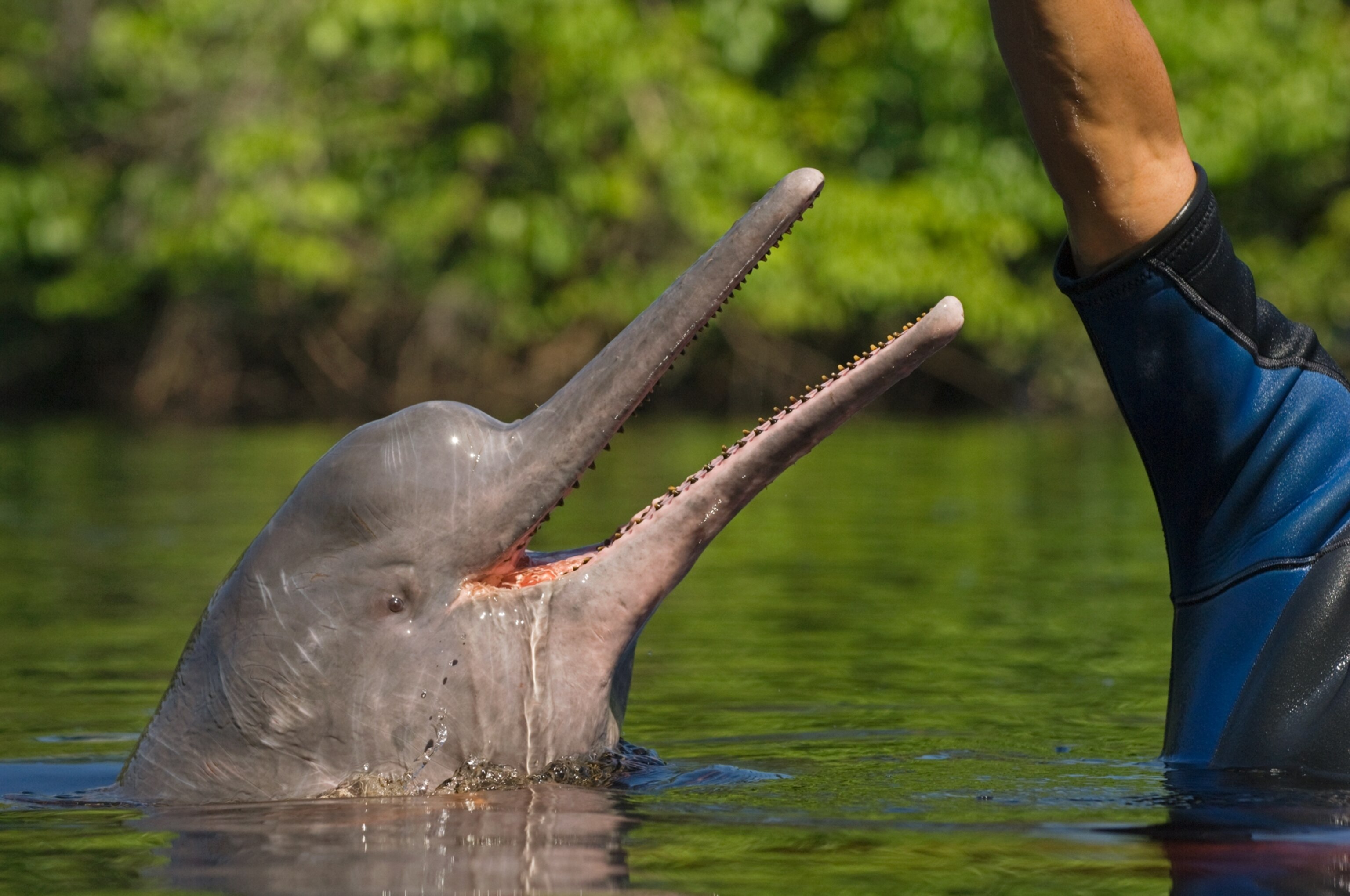 Amazon River Dolphin Boto Facts