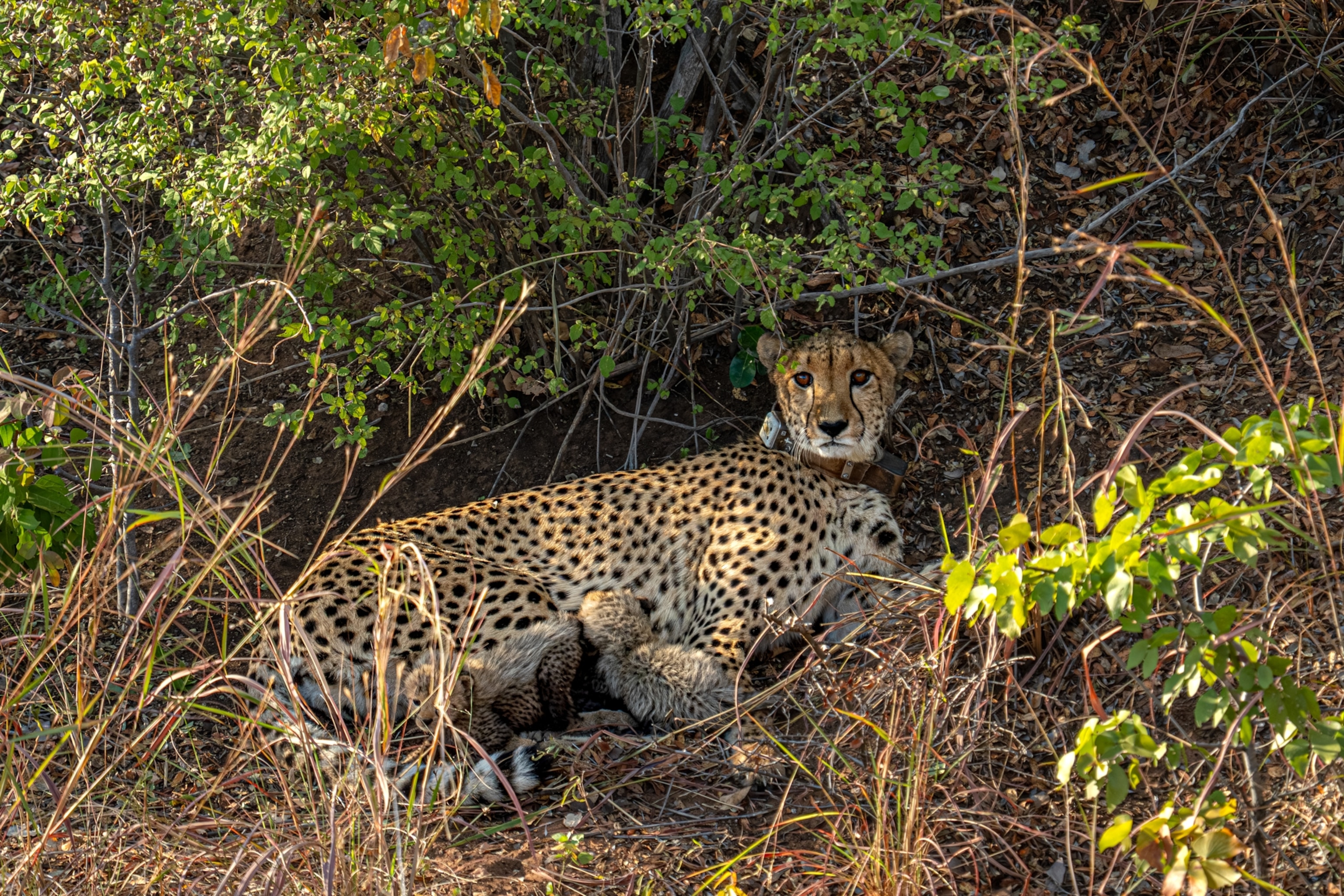 A cheetah with a tracking collar rests under dense foliage, surrounded by greenery. It gazes at the camera, its cubs nestled beside it.
