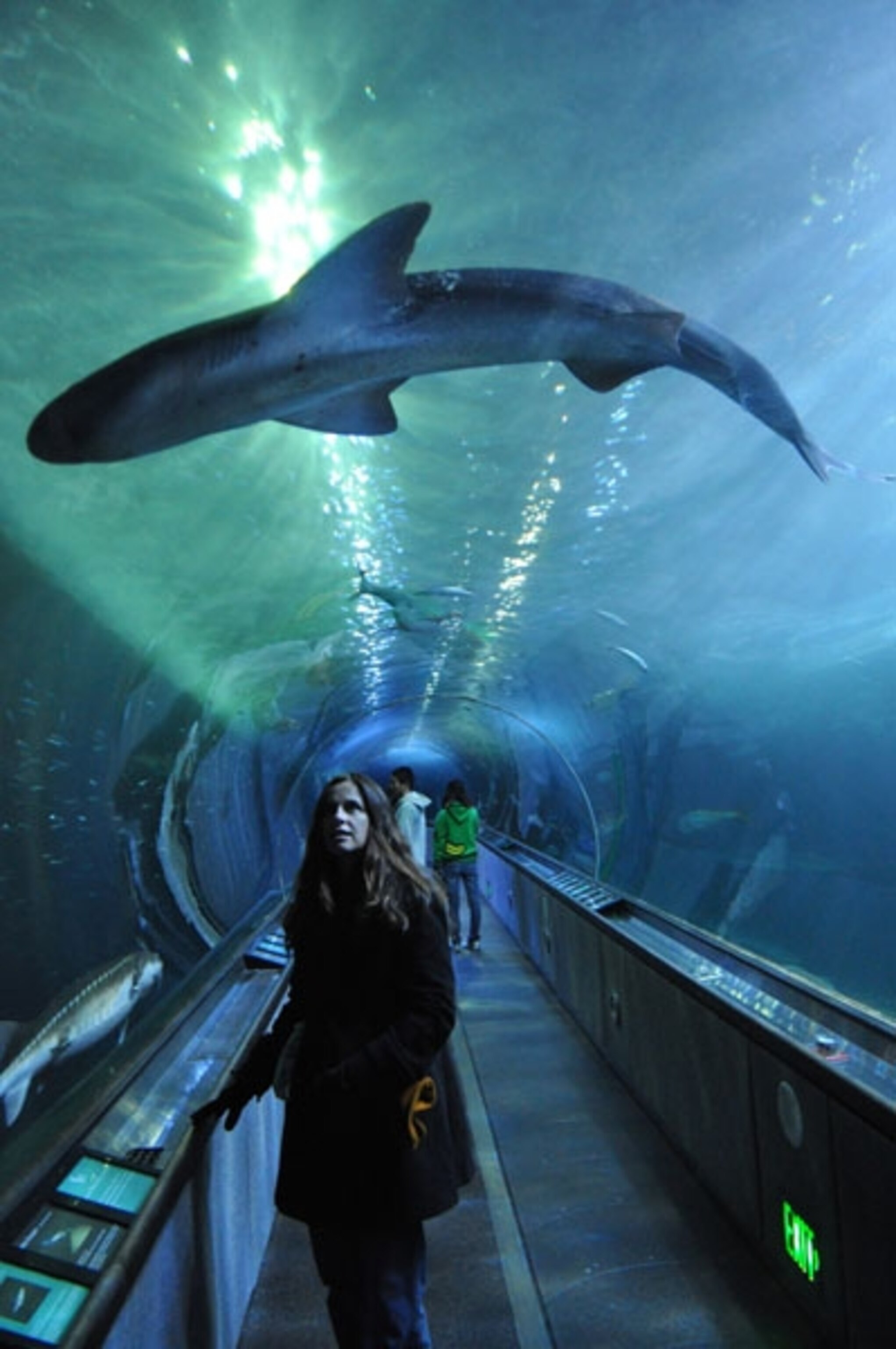 Sharks swimming at Aquarium of the Bay in San Francisco