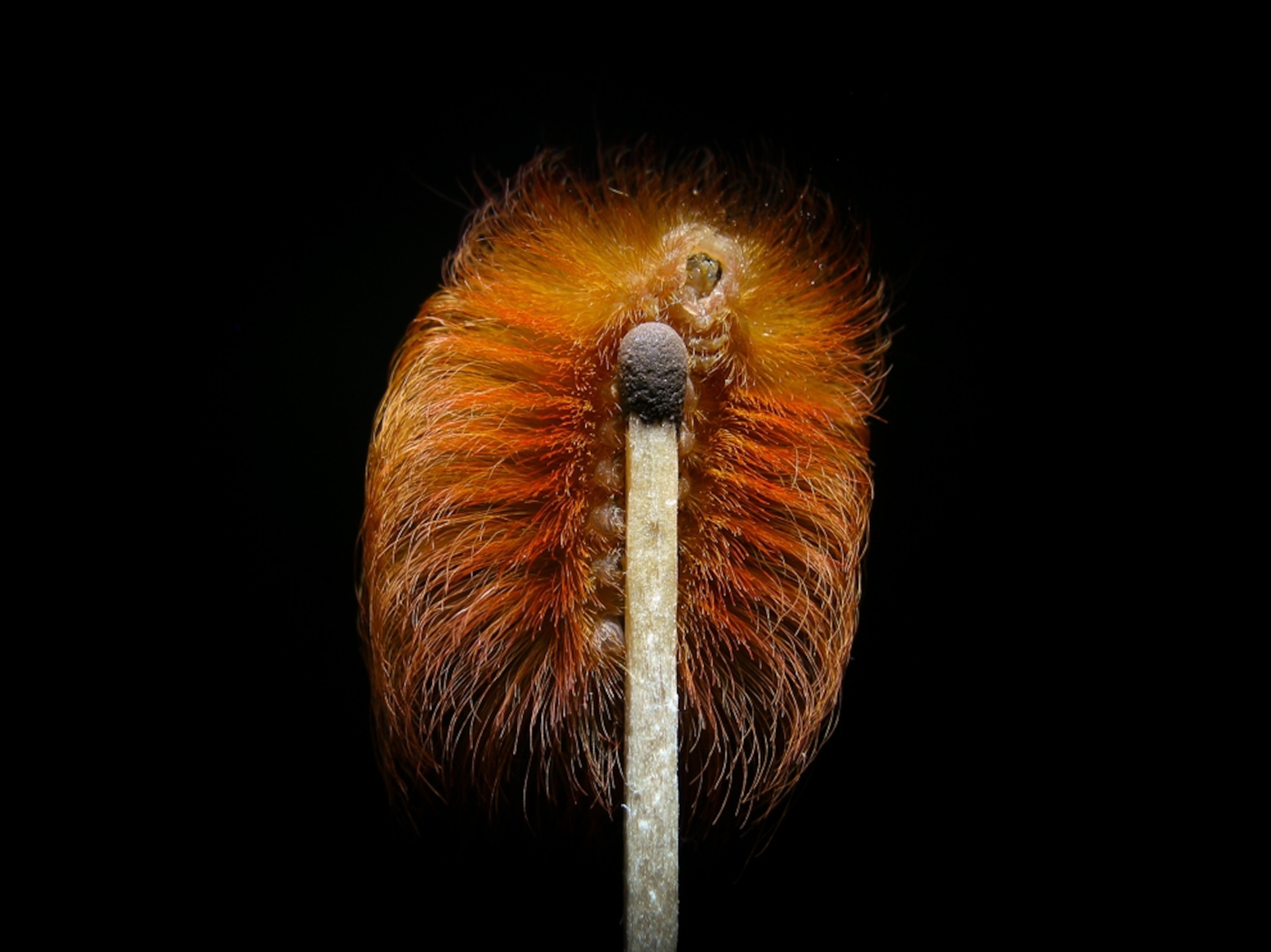 Caterpillar picture: a fluffy caterpillar perched on a match