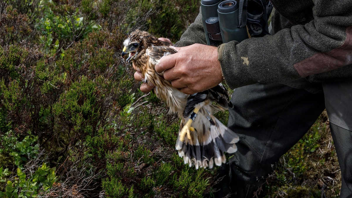 Reports of raptor killings soared during the U.K.'s lockdown - Vimarsana News