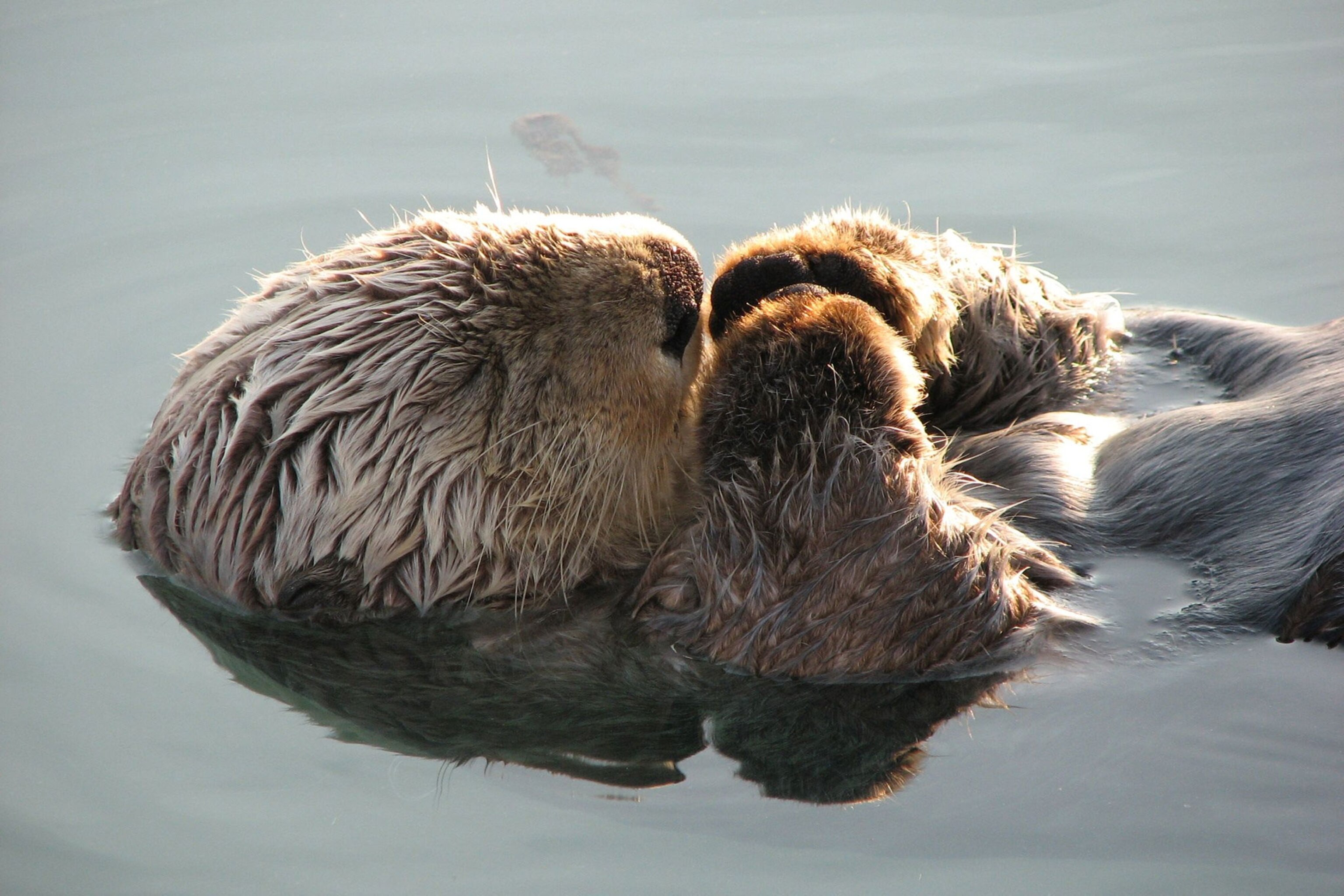 24 Endearing Photos of Animals Sleeping
