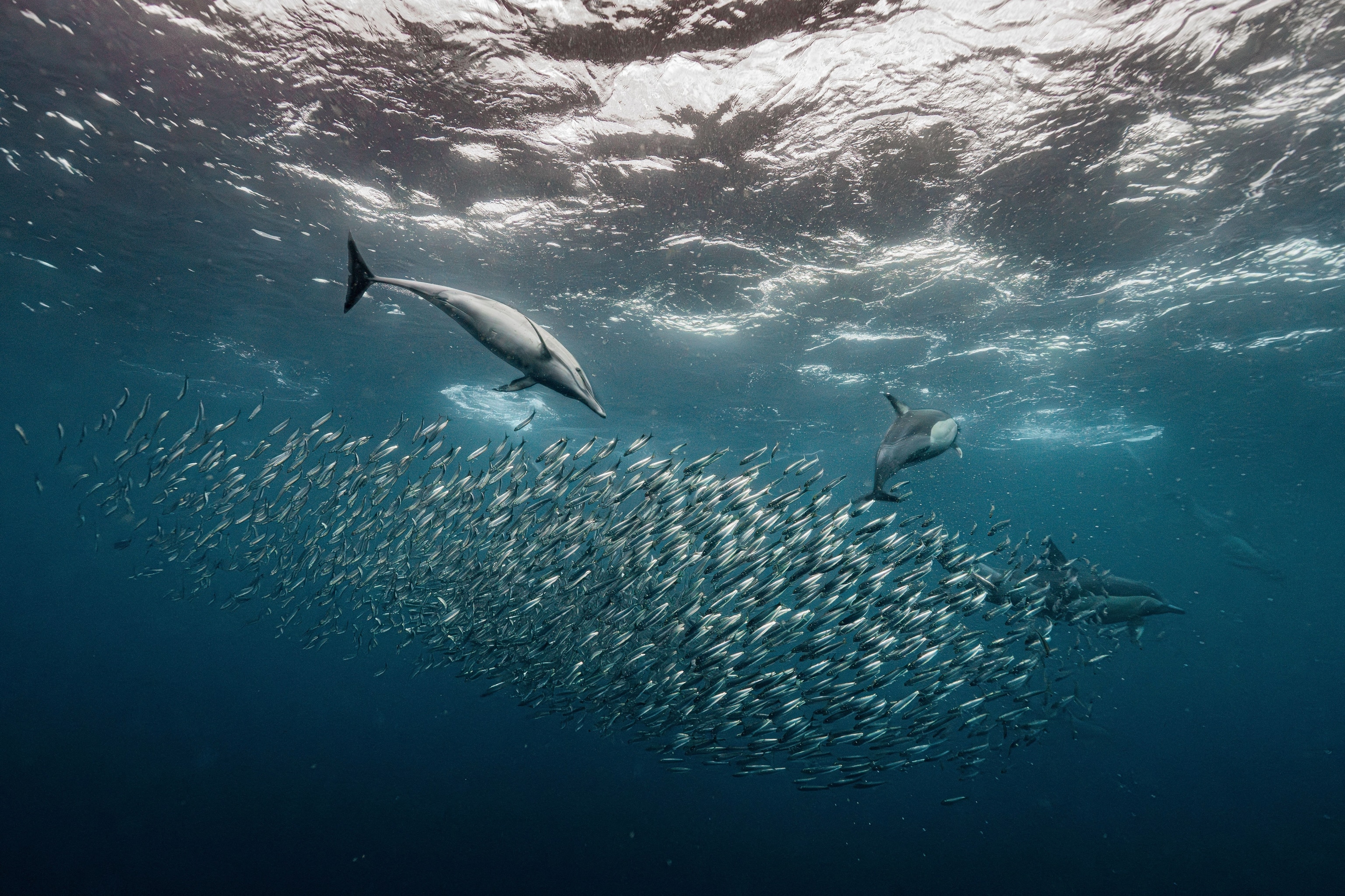 Underwater photo of sardines