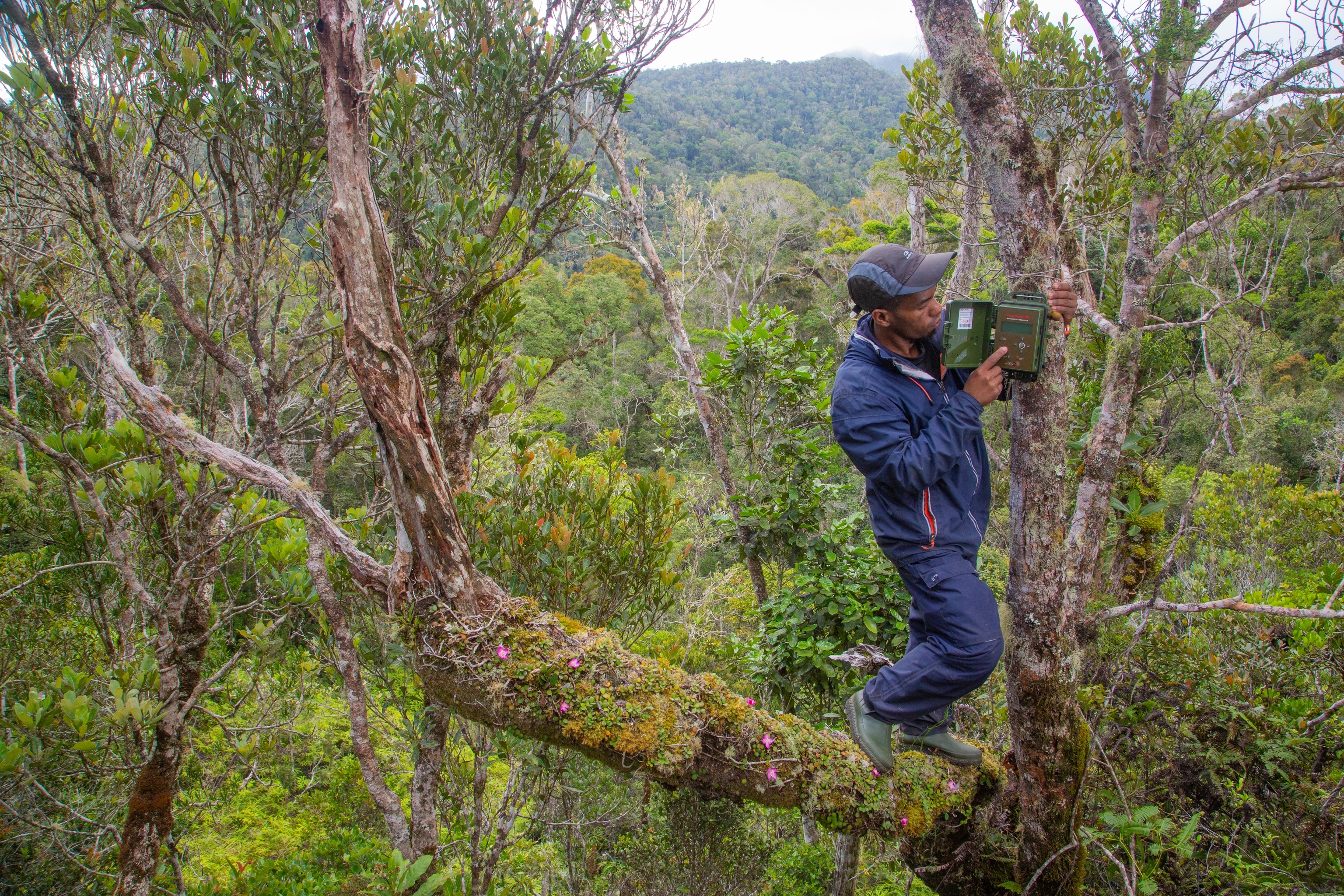 A research guide (Setra) of the Maromizaha reserve change the batteries and set a SM4 recorder for passive acoustic monitoring of critically endangred lemur species (Indri indri and Varecia variegata)