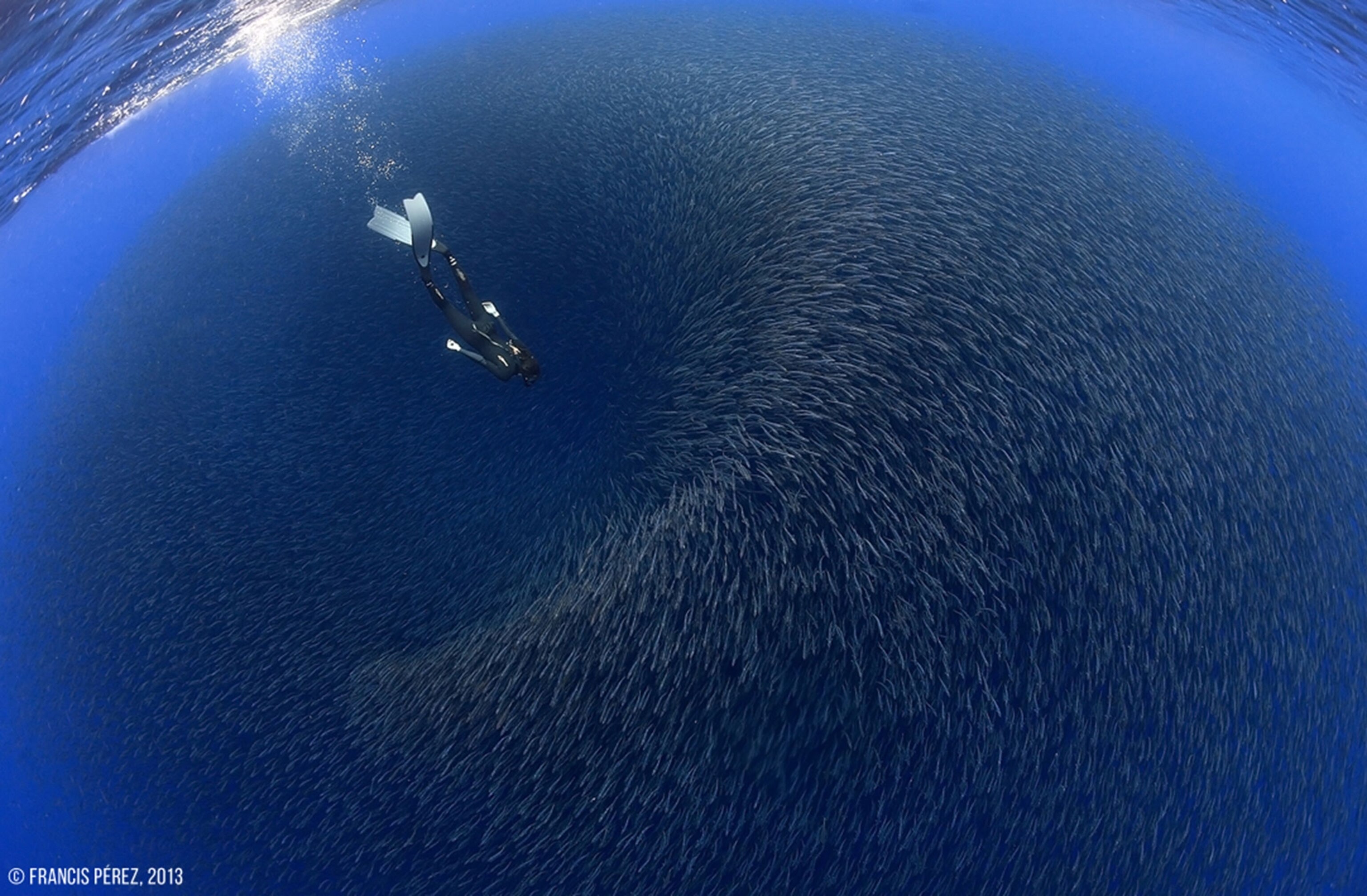 diver swimming into shoal of fish