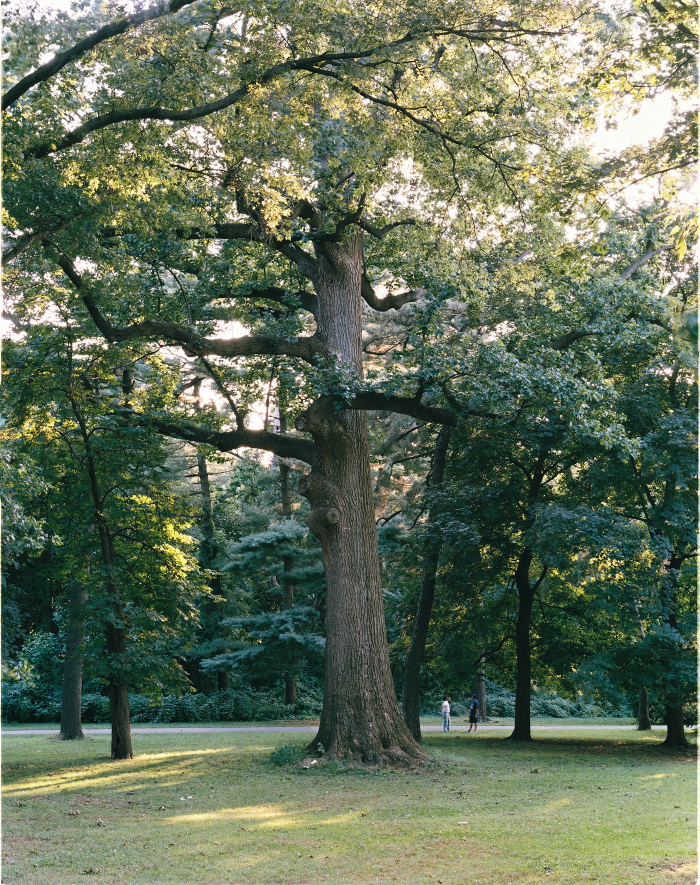The largest Tulip tree in NYS.