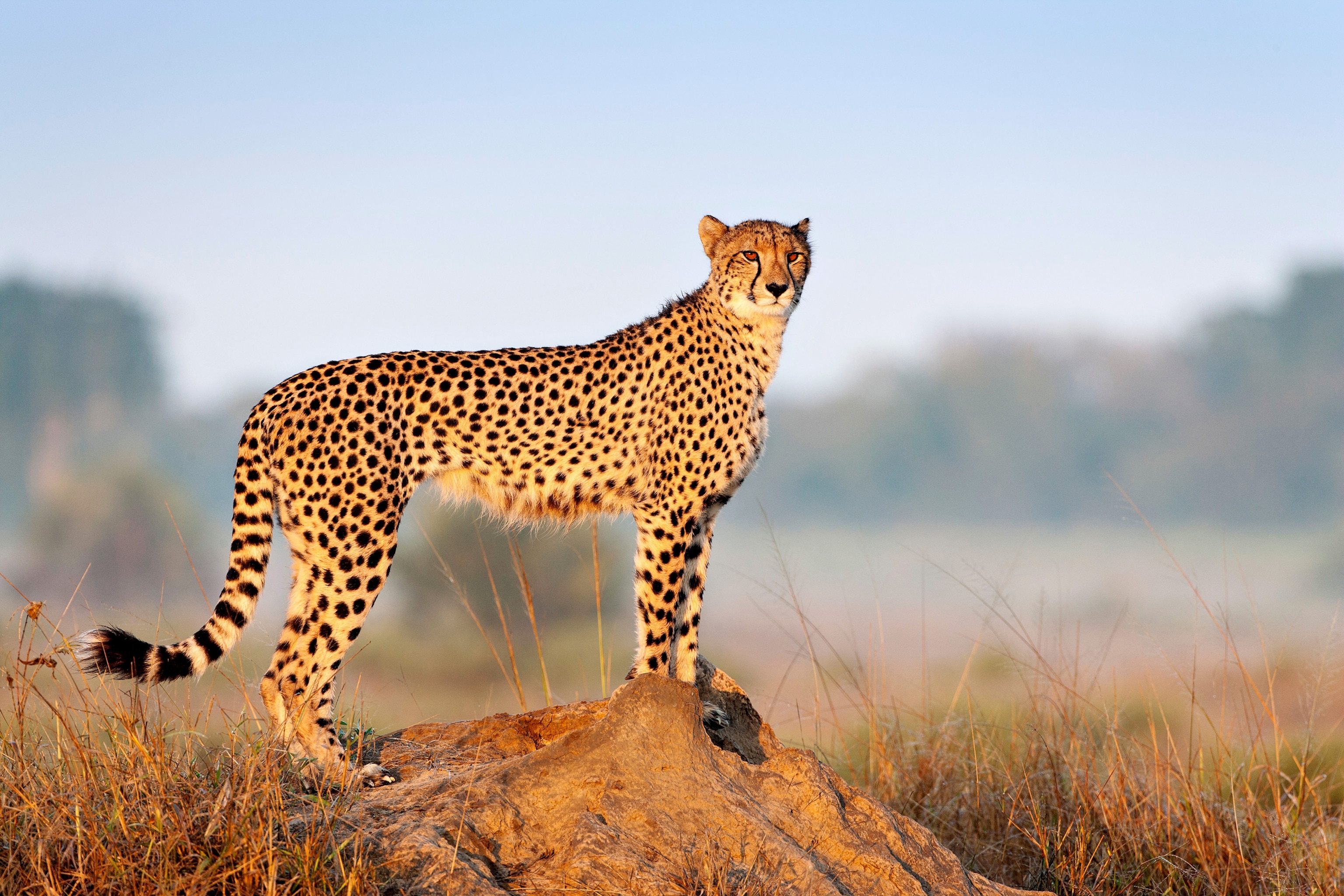 Cheetah in Phinda private game reserve, Kwazulu Natal, South Africa