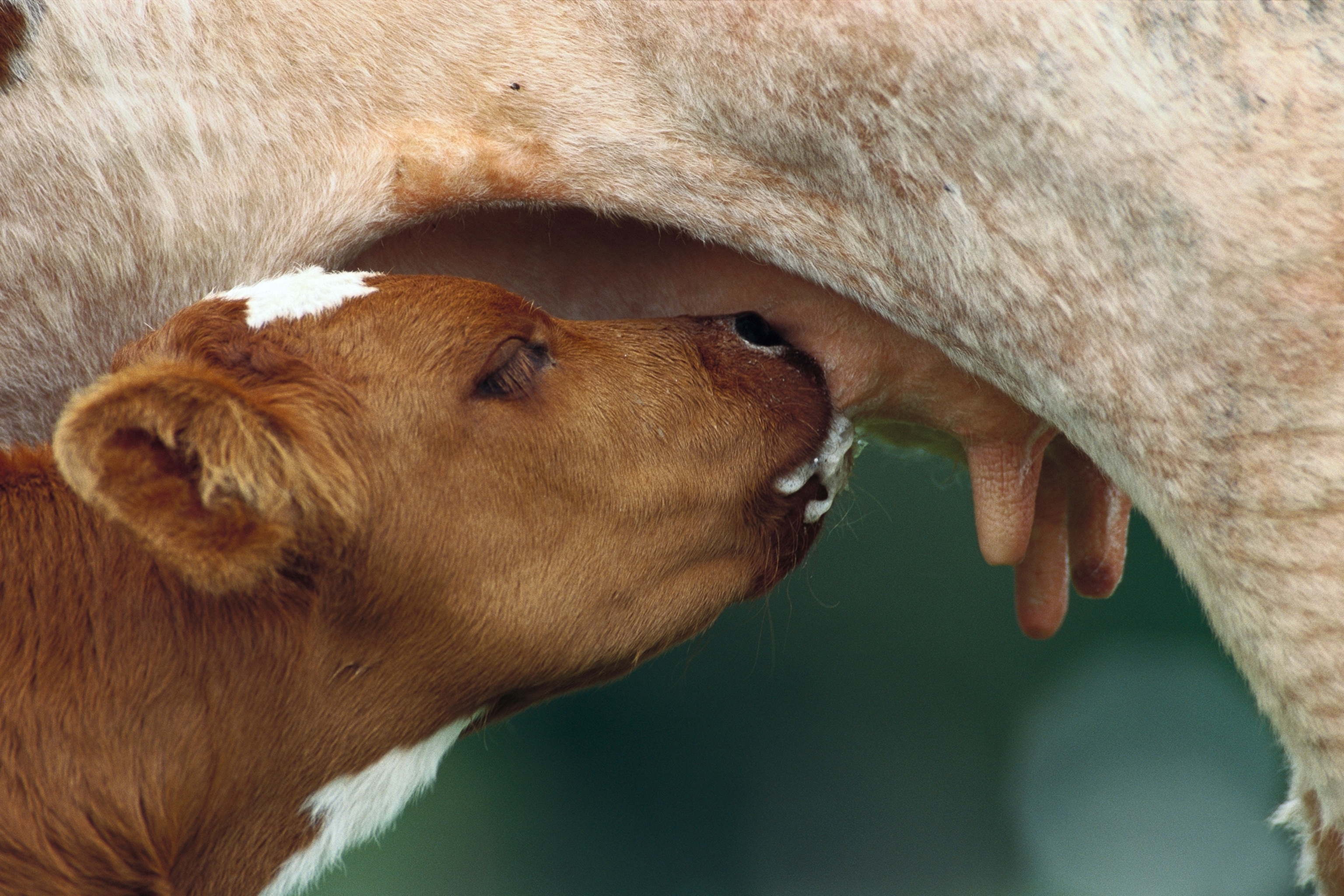 30 Sweet Moments Between Animal Moms and Babies