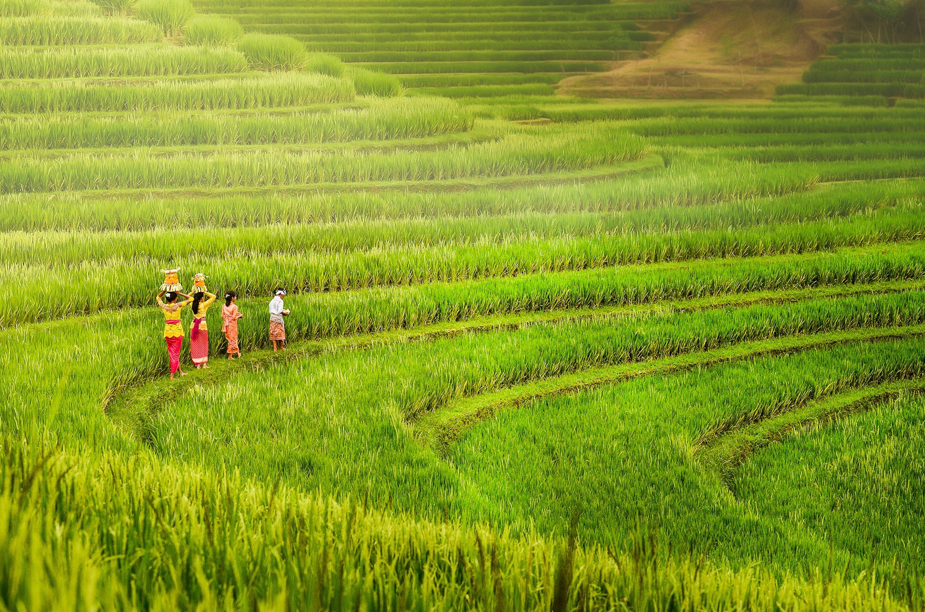 women working in rice fields, Indonesia