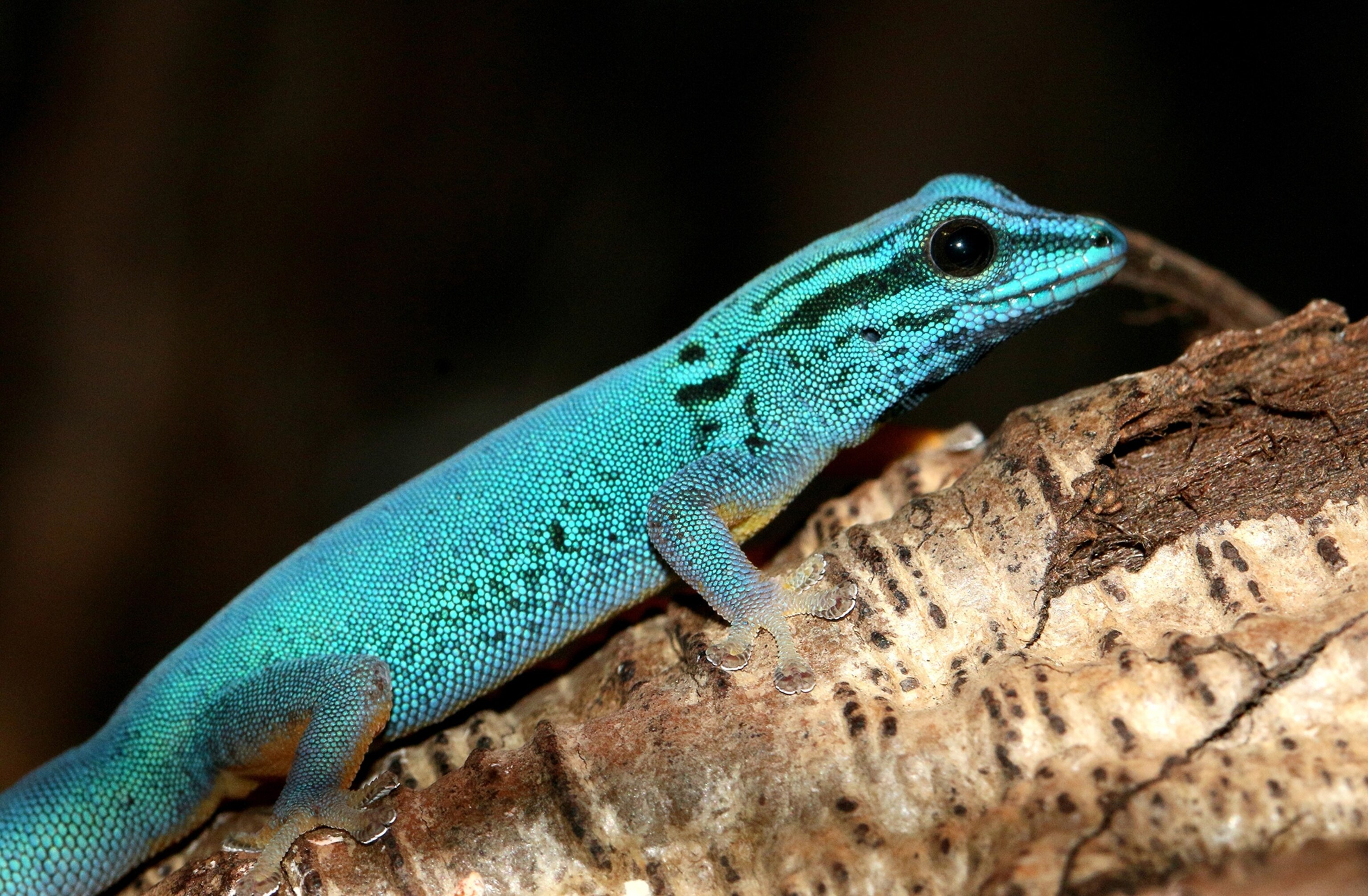 Turquoise dwarf gecko