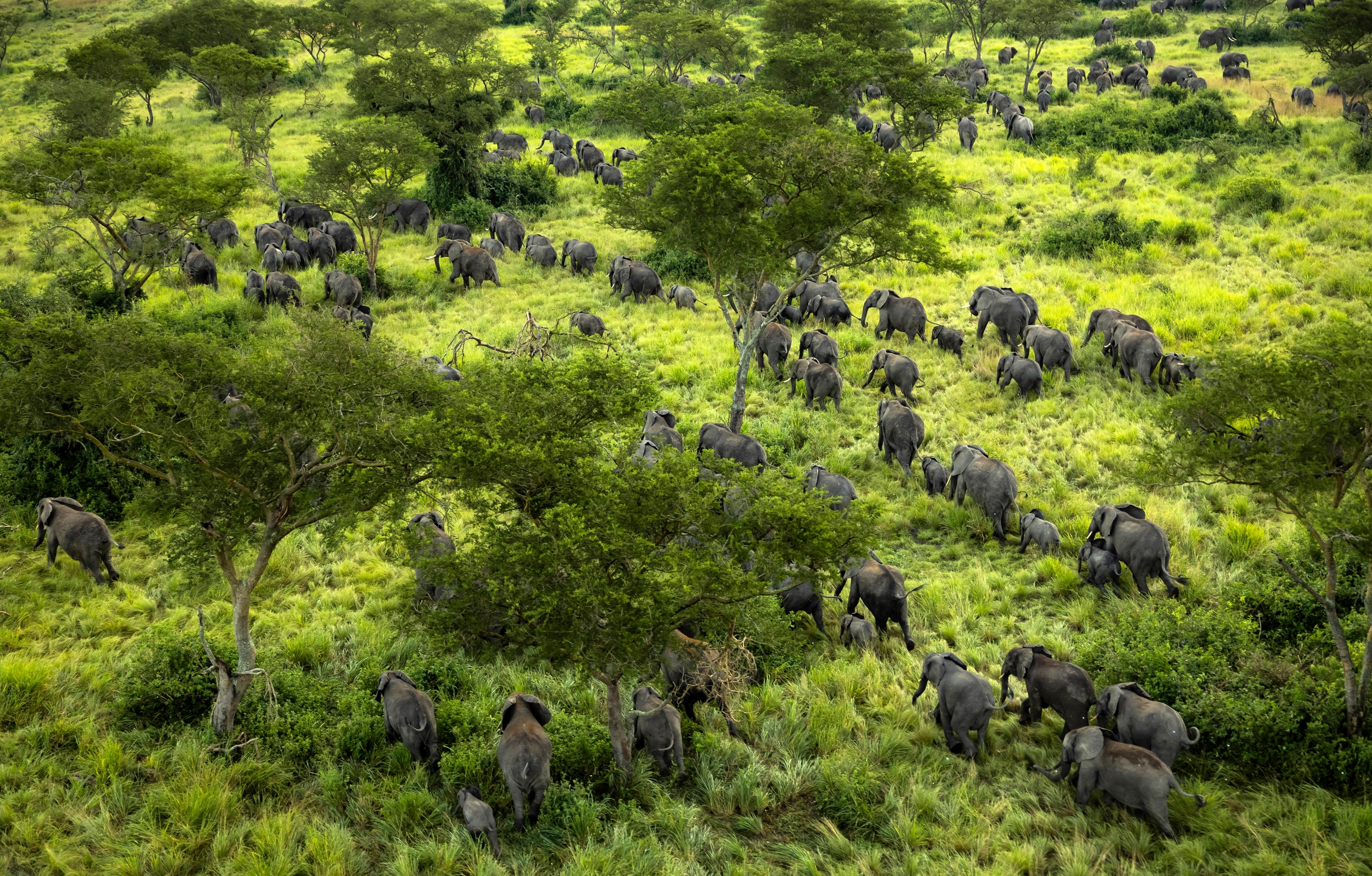 an aerial view of a large group of elephants walking in the park