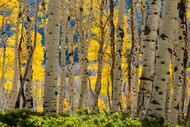 Imagen del dato curioso: Pando, el álamo gigante de Utah
