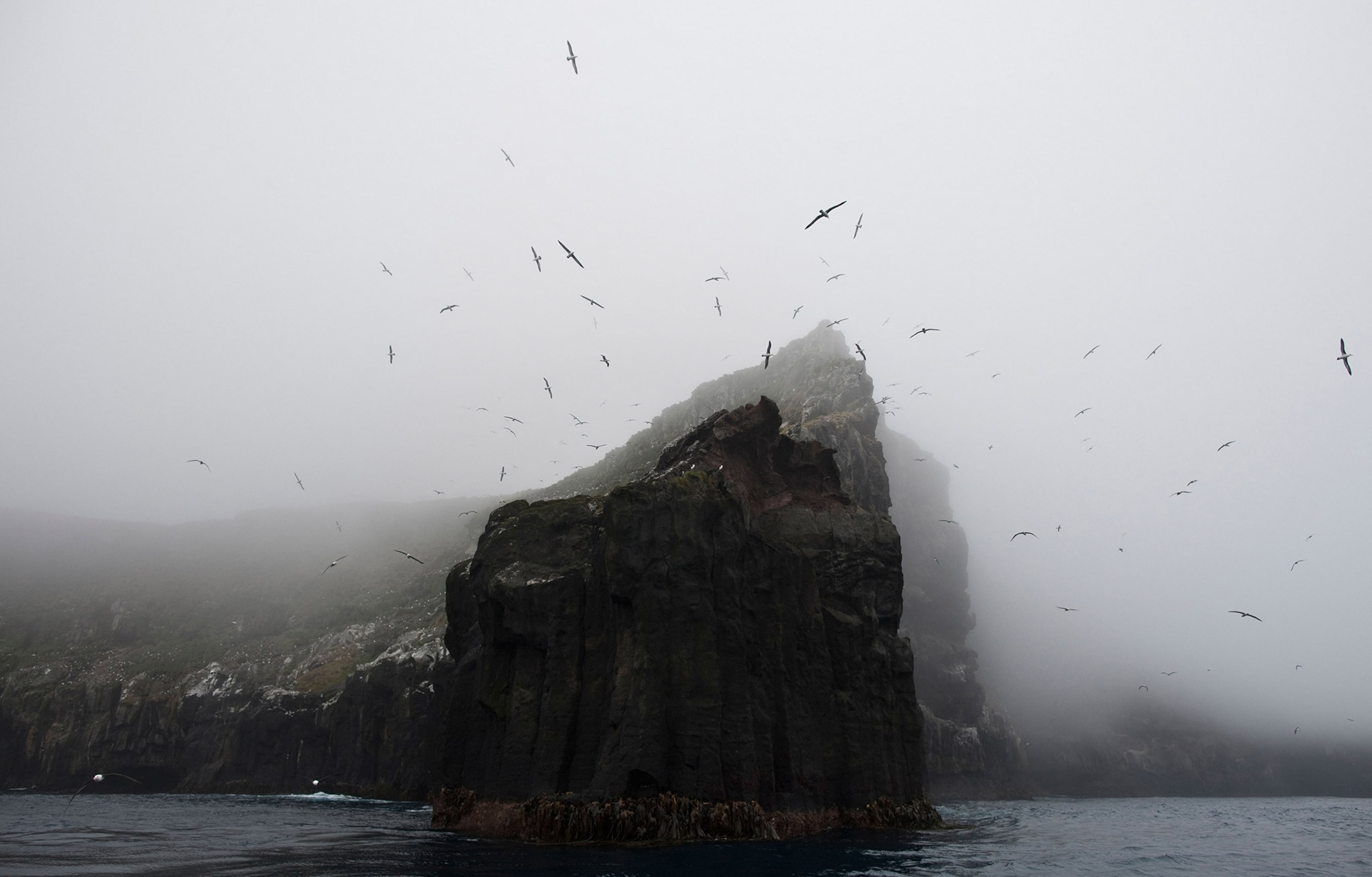 A foggy gray sky surrounds a dark cliff jutting up from the ocean, with many birds circling