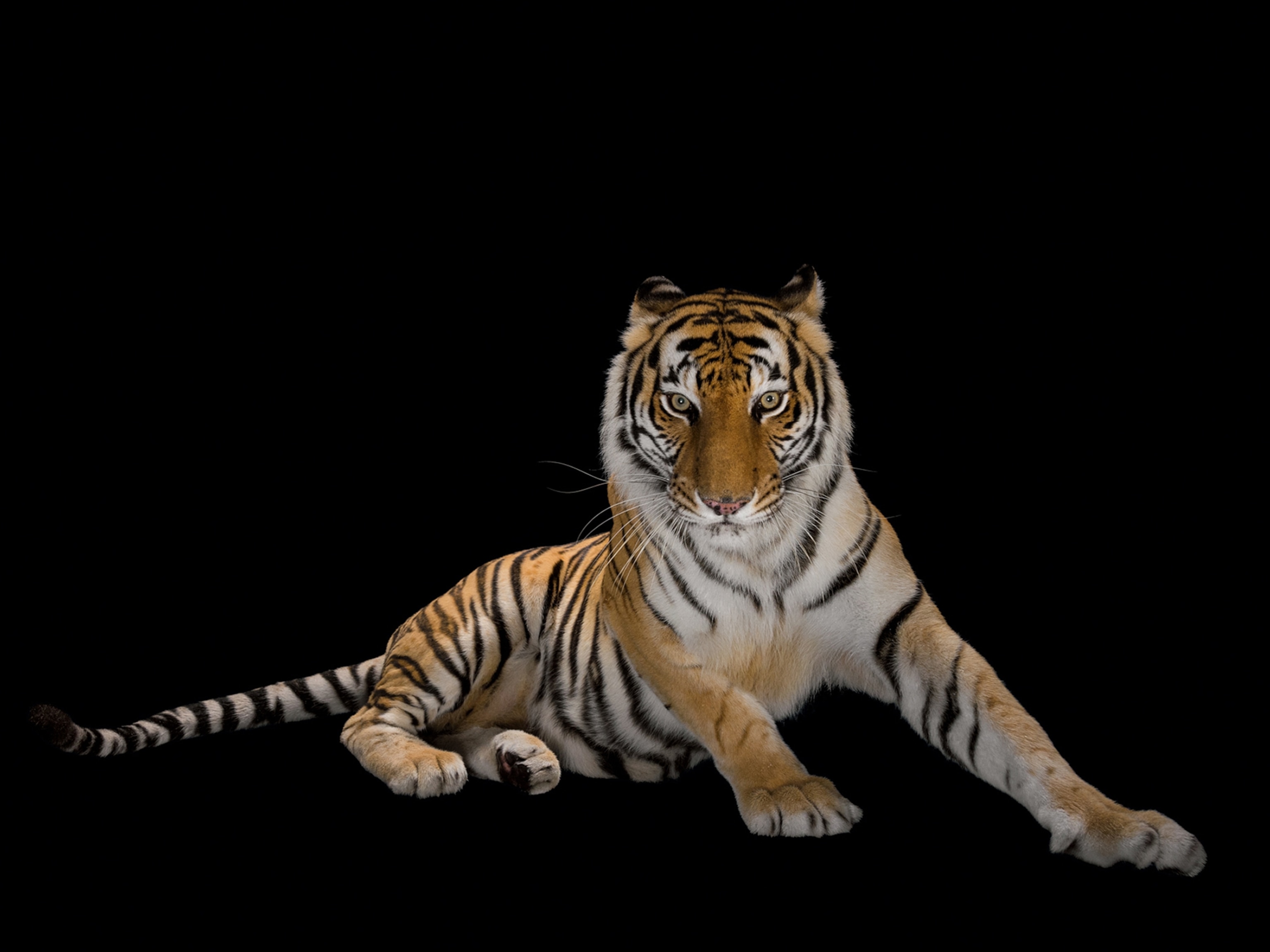 a Bengal tiger