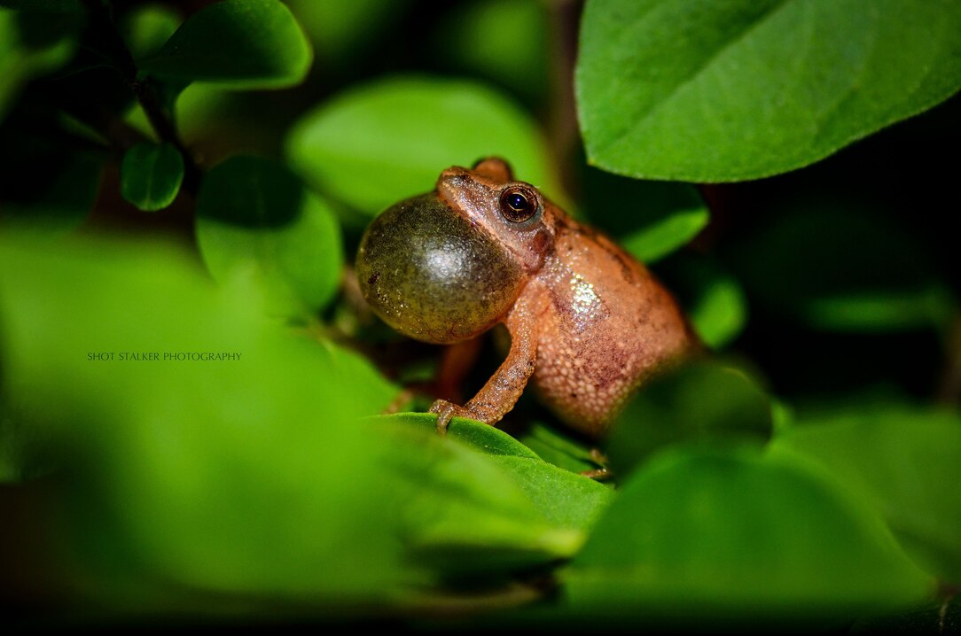 Are Spring Peeper Frogs Poisonous