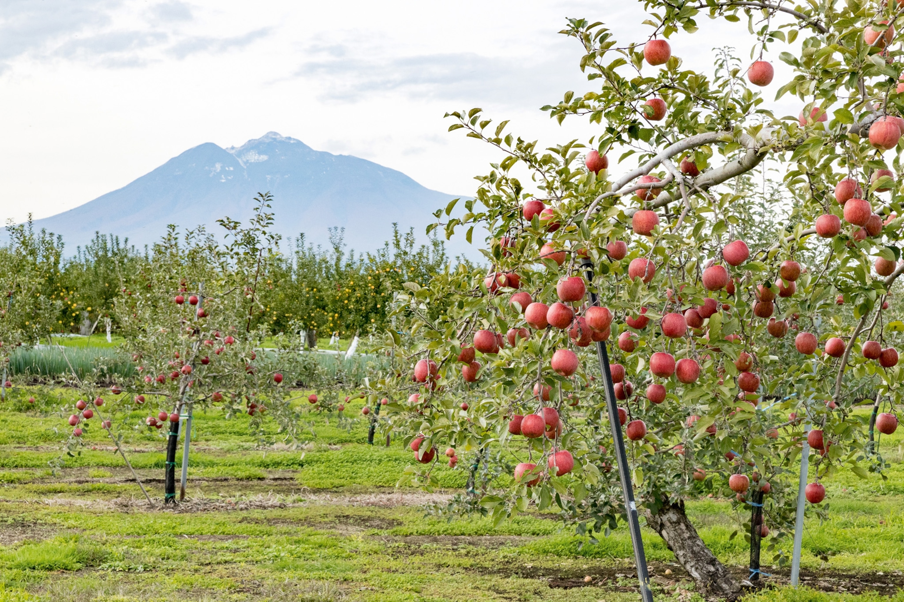 Hirosaki City Apple Park