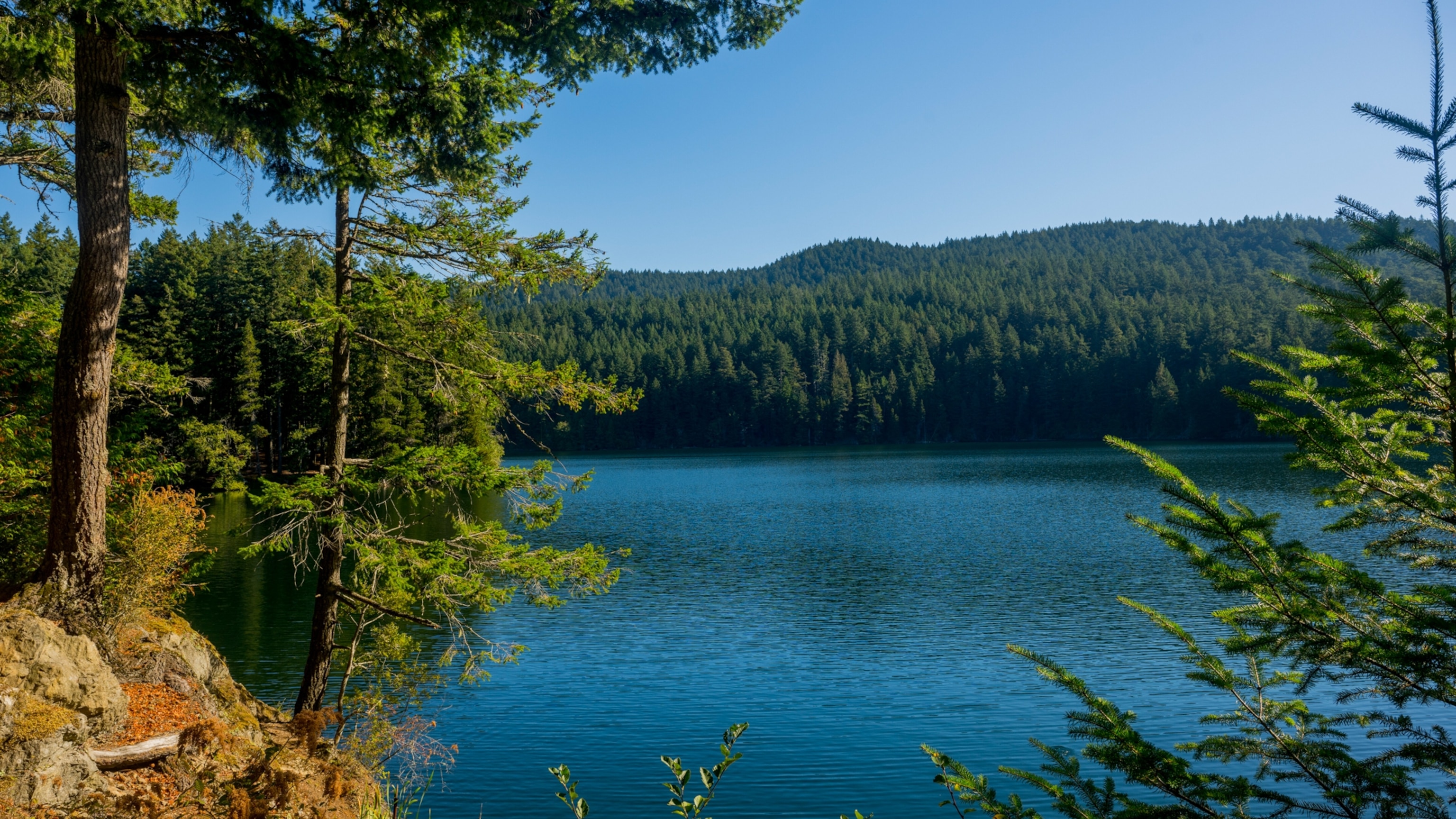 When Visiting the San Juan Islands, Don't Sleep on Orcas