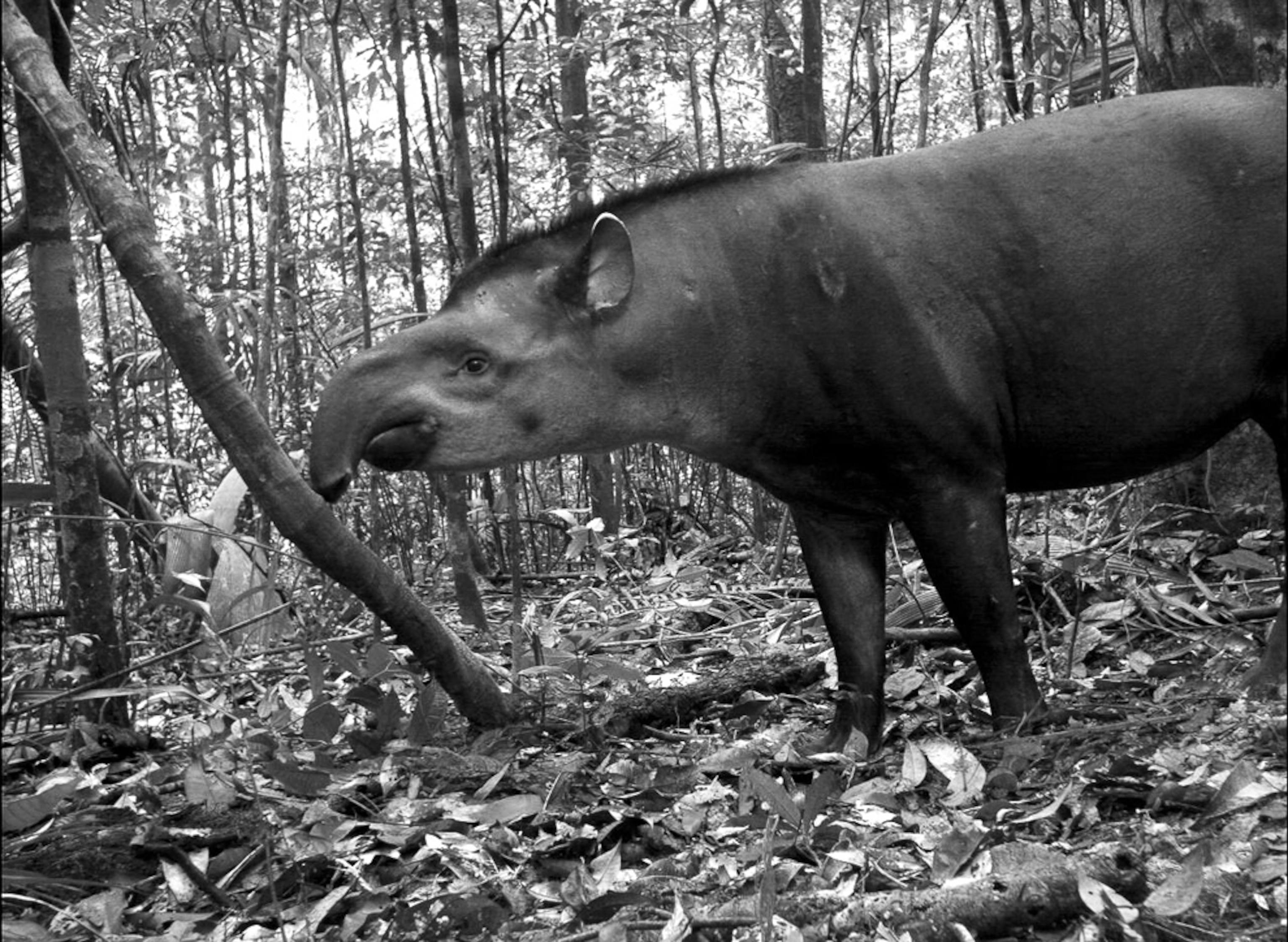 Camera-trap mammal picture: tapir in Brazil
