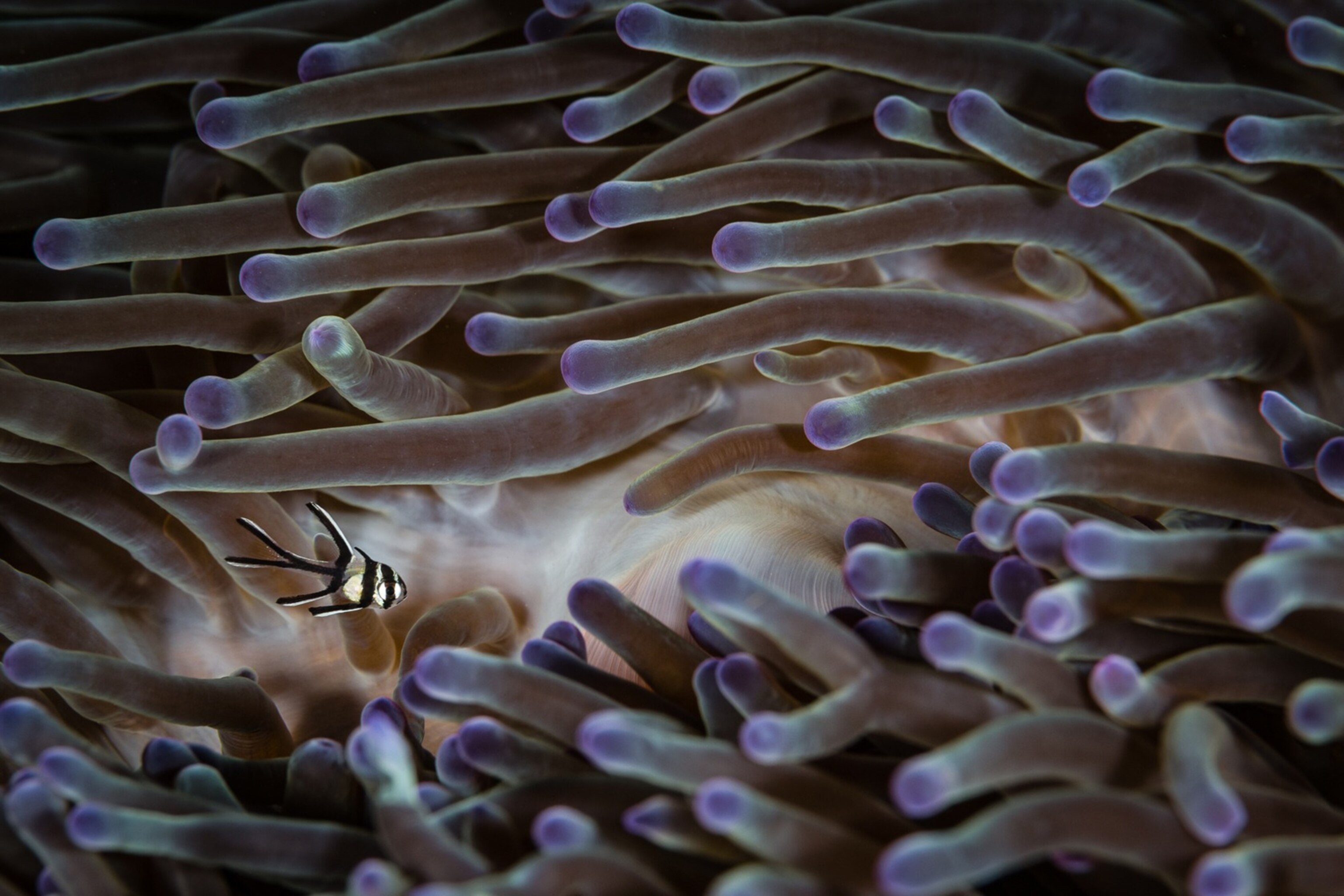 Juvenile banggai cardinalfish in an anemone