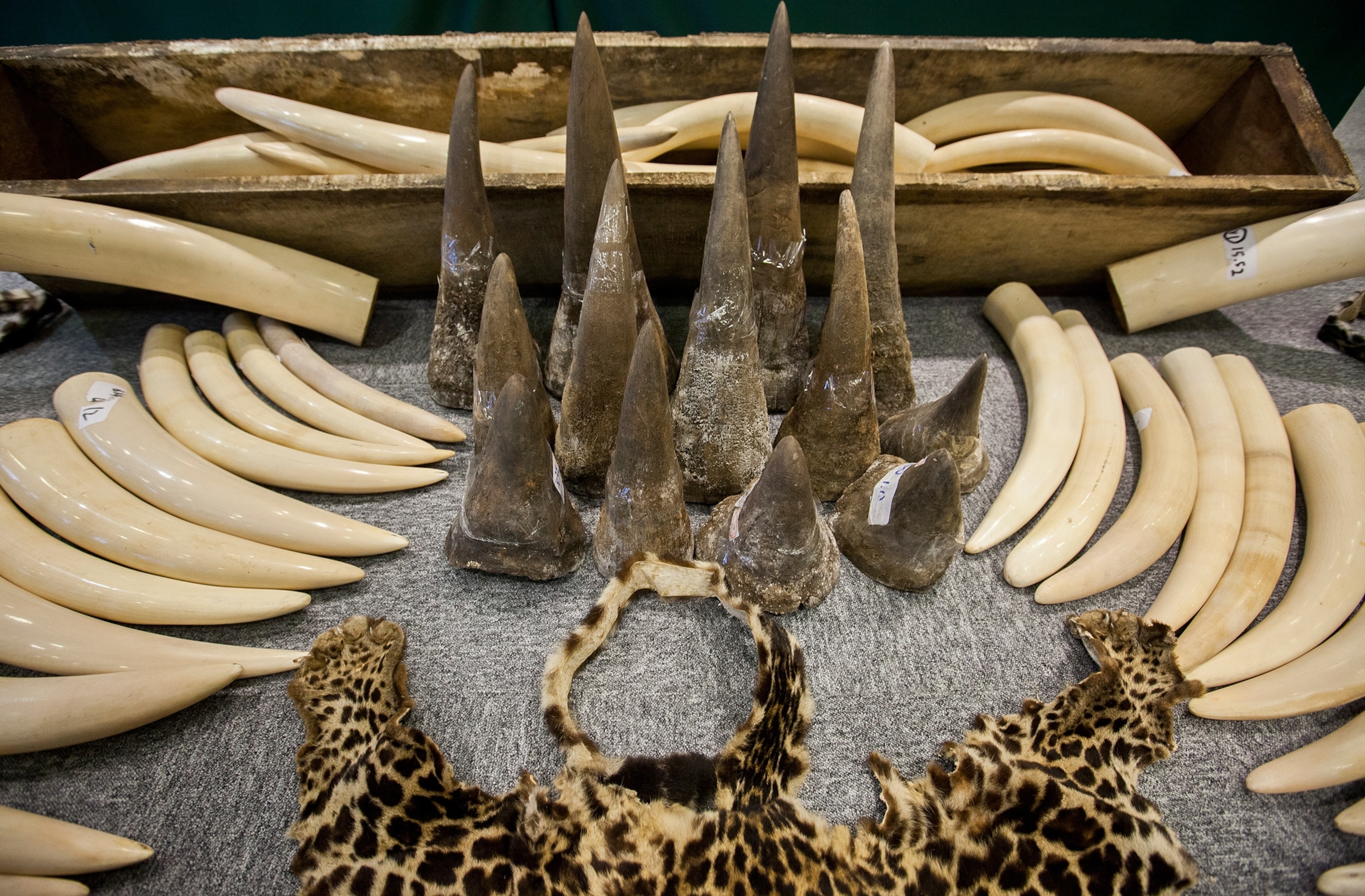 Nellie Shute with her homemade gift cards.