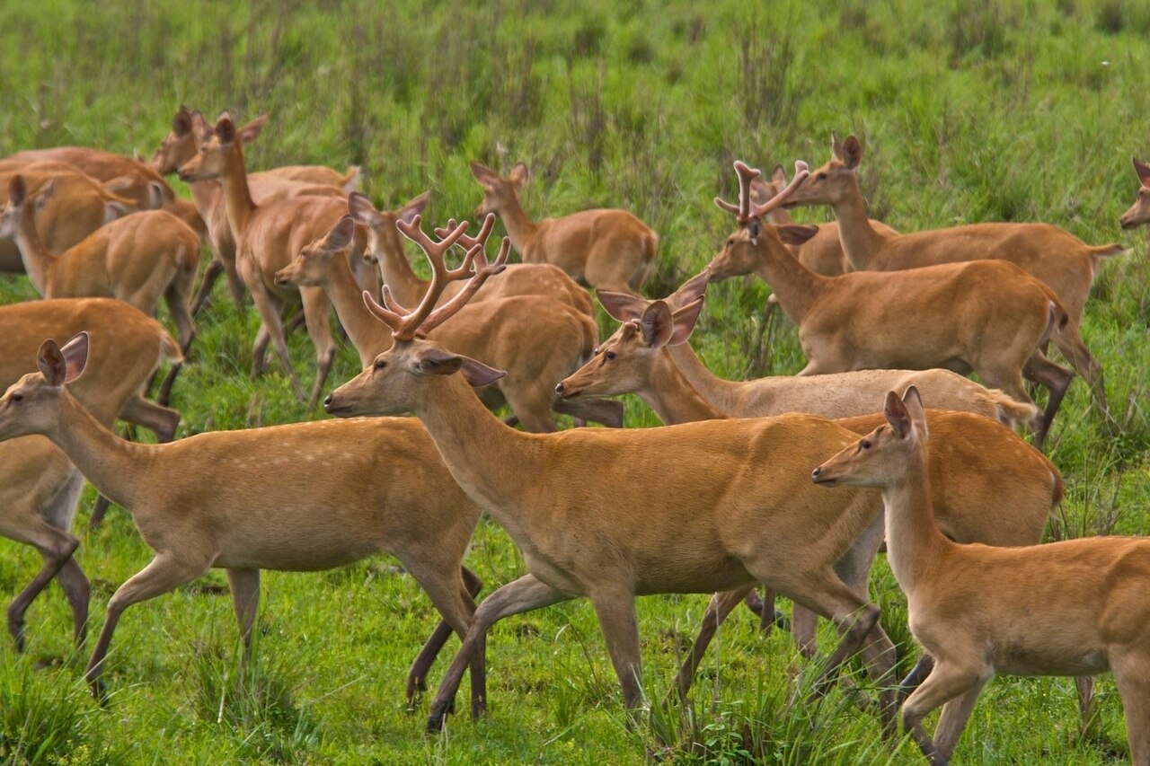 A herd of endangered swamp deer moves freely through Kaziranga National Park.
