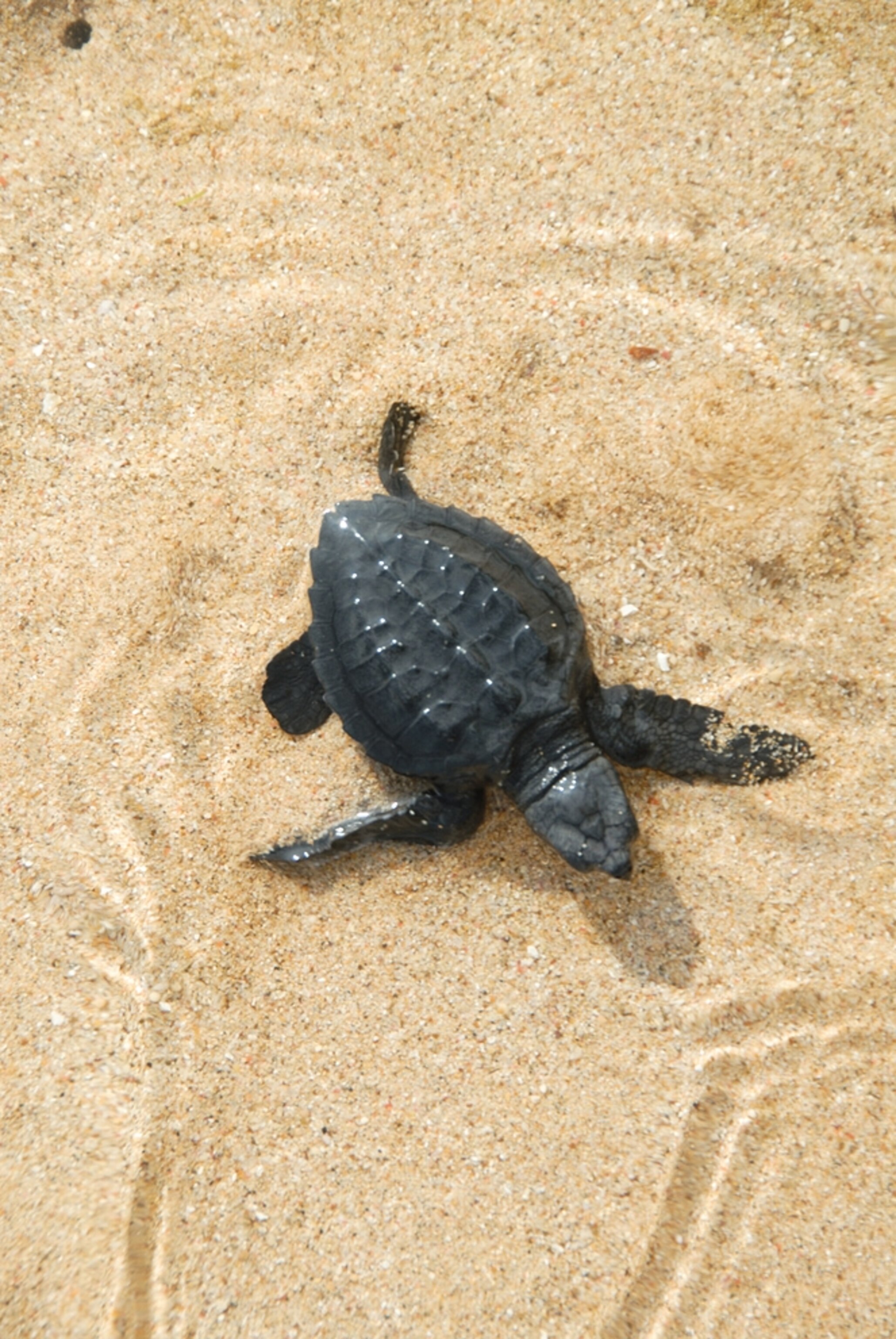 Picture of a sea turtle baby for a story on how millions of sea turtles are killed accidentally each year.