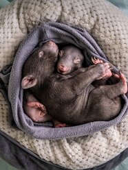 Baby Wombat Baby Wombat