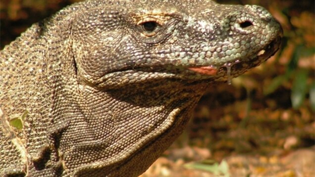 The Myth Of The Komodo Dragon S Dirty Mouth
