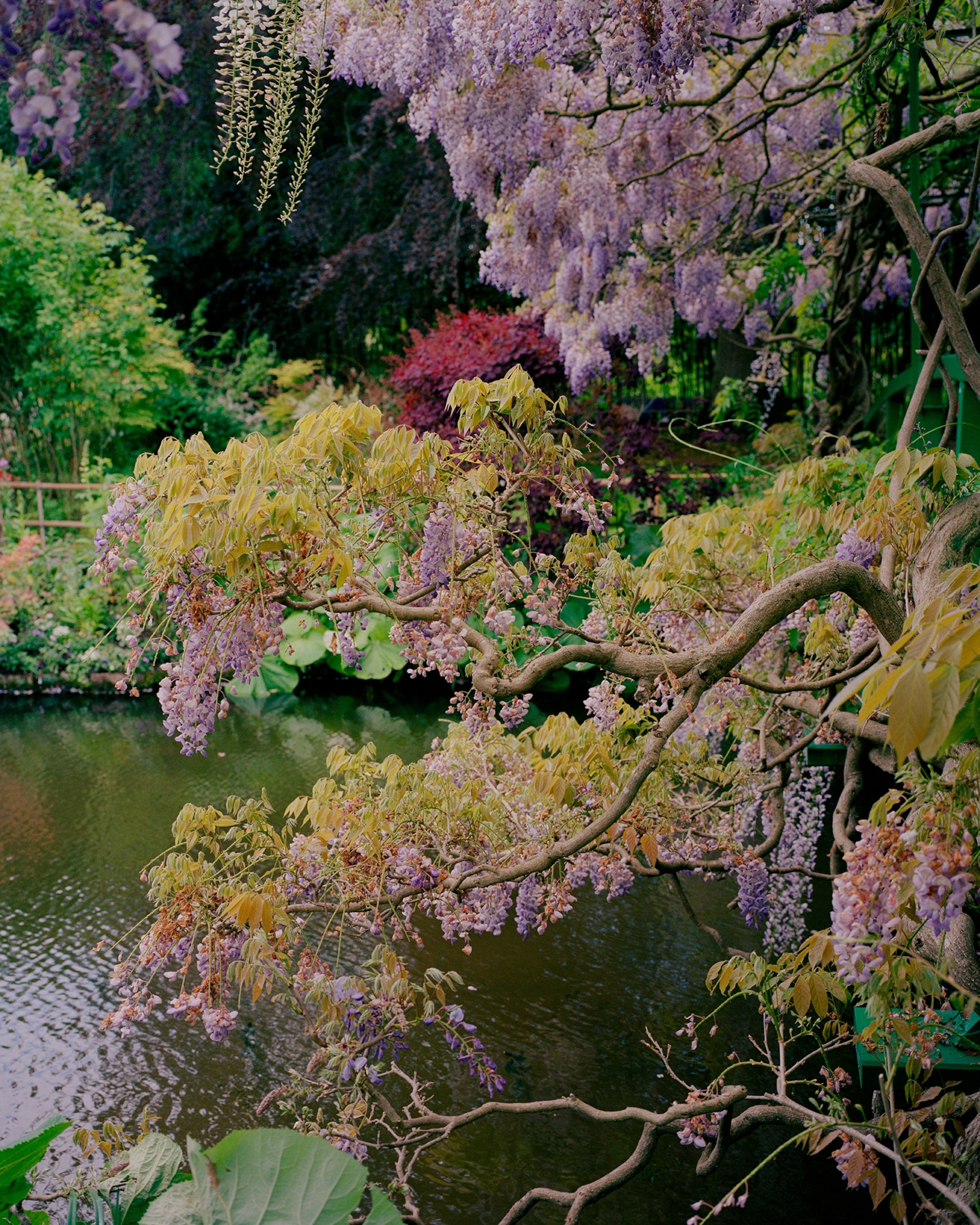 A flowering wisteria vine drapes over the edge of a peaceful pond, with clusters of purple blossoms, twisting branches, and lush green foliage surrounding the water.