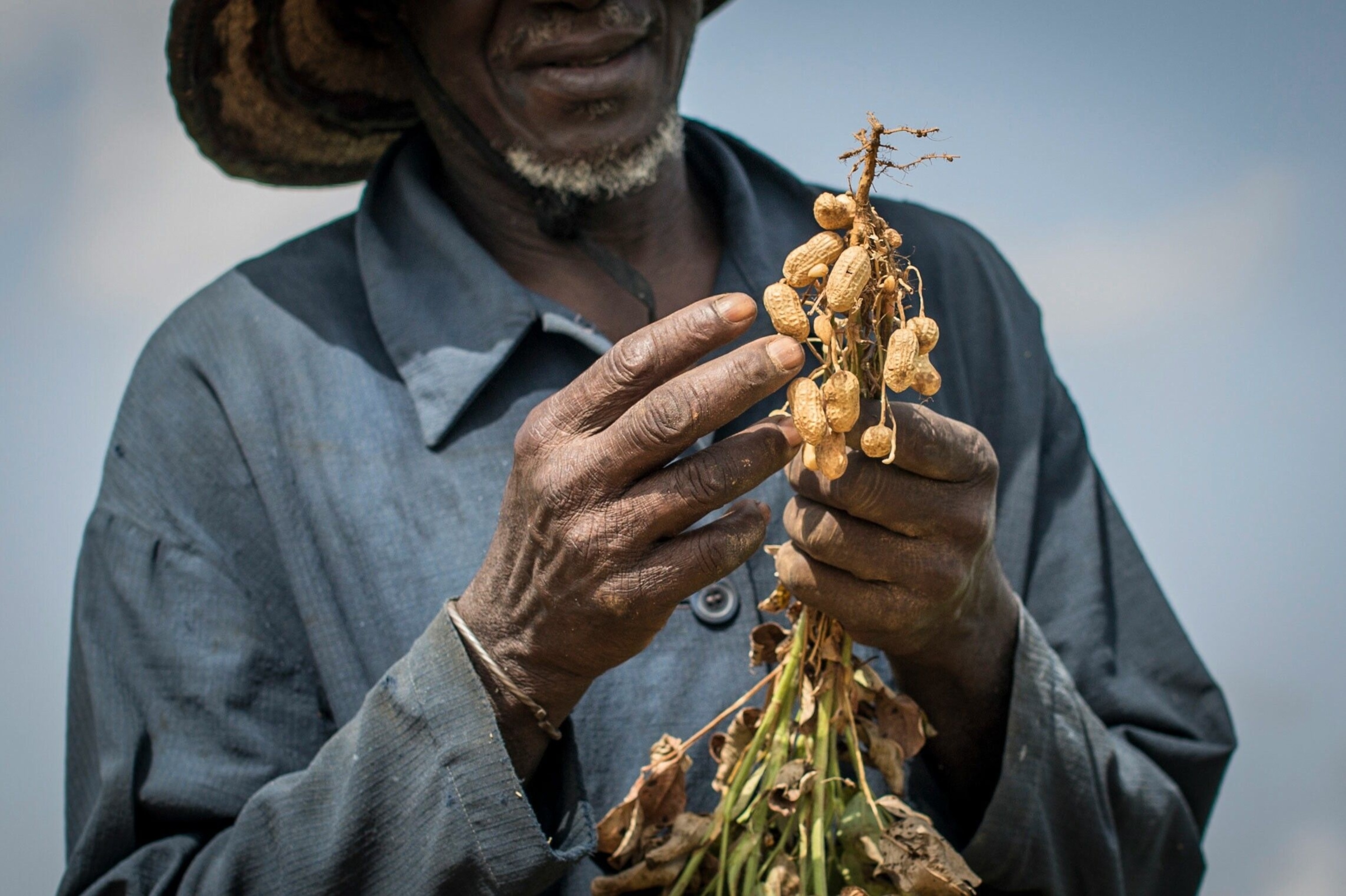 Heading east inland from the palm-backed coast, the Gambia River meanders through a largely agrarian society. Farmers here grow peanuts for both export and local consumption.
