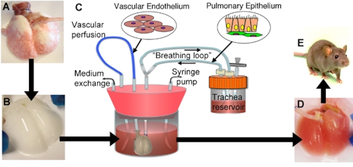 Lungs rebuilt in lab and transplanted into rats