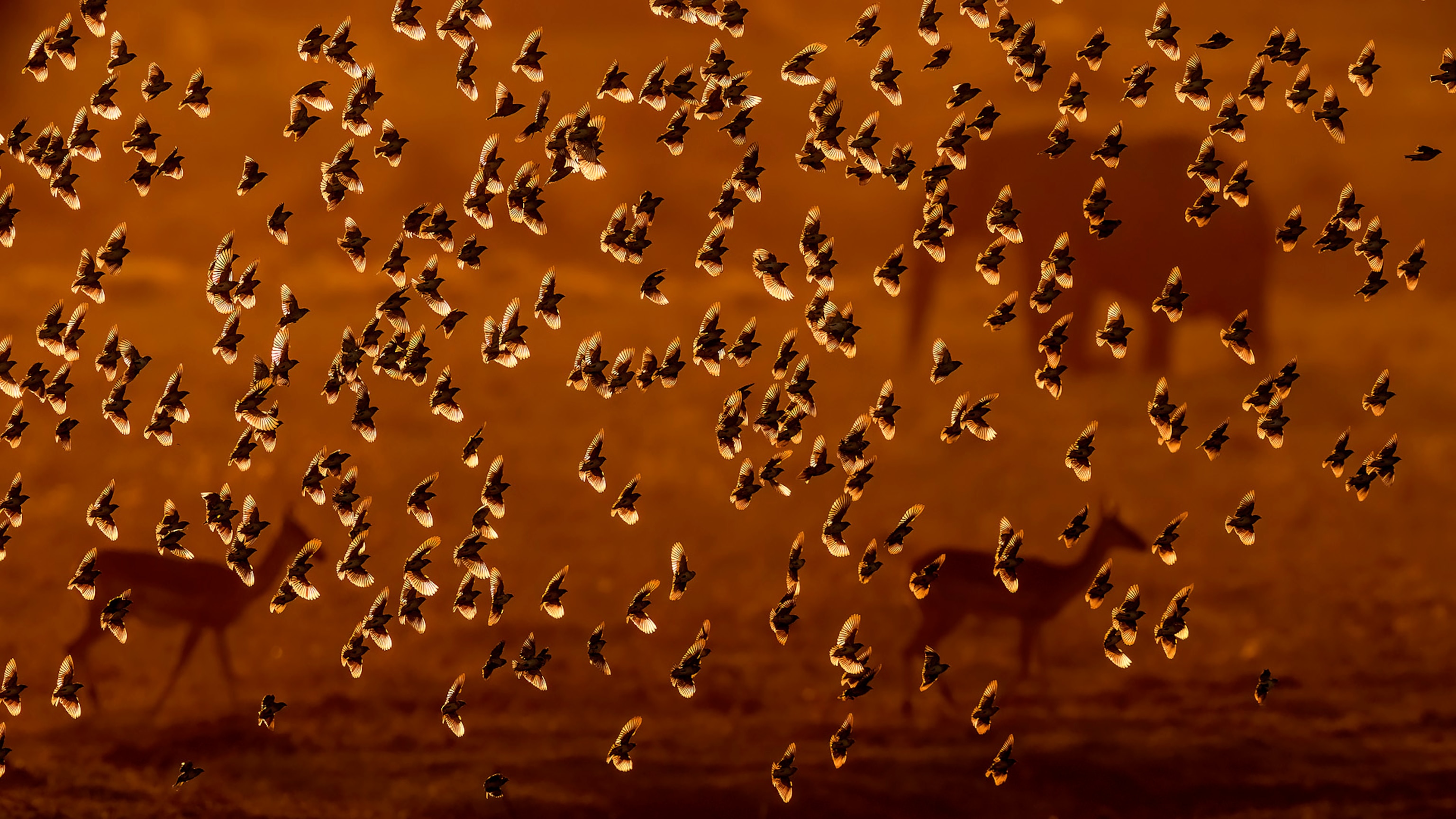 A large flock of birds flies through a field during a sunset, creating an orange color with silhouettes of other animals outlined in the background.